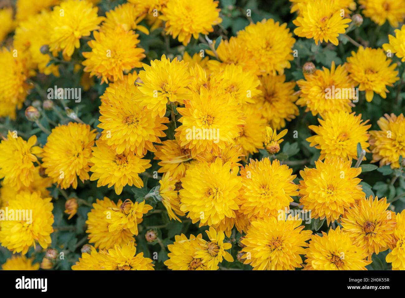 Sfondo giallo di fiori di crisantemo. Fiori di crisantemo giallo brillante in una giornata d'autunno soleggiata Foto Stock