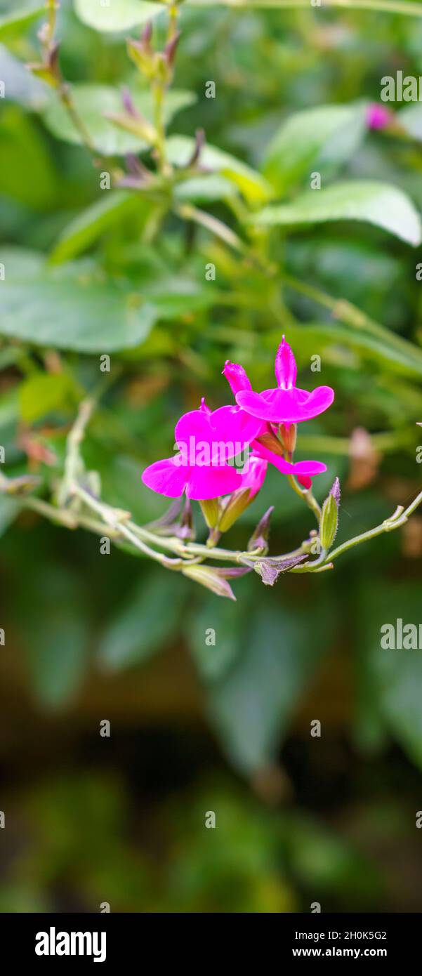 Primo piano di Baby Sage 'Pink Blush (Salvia microfylla) Foto Stock Primo piano di Baby Sage 'Pink Blush (Salvia microfylla) Foto Stock