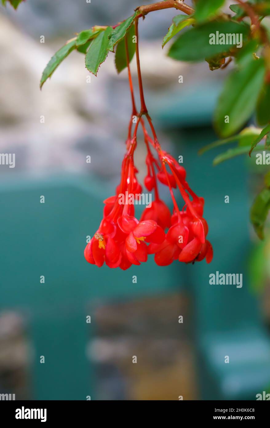 Primo piano di una Begonia foliosa, una specie di piante da fiore della famiglia Begoniaceae, originaria della Colombia e del Venezuela Foto Stock