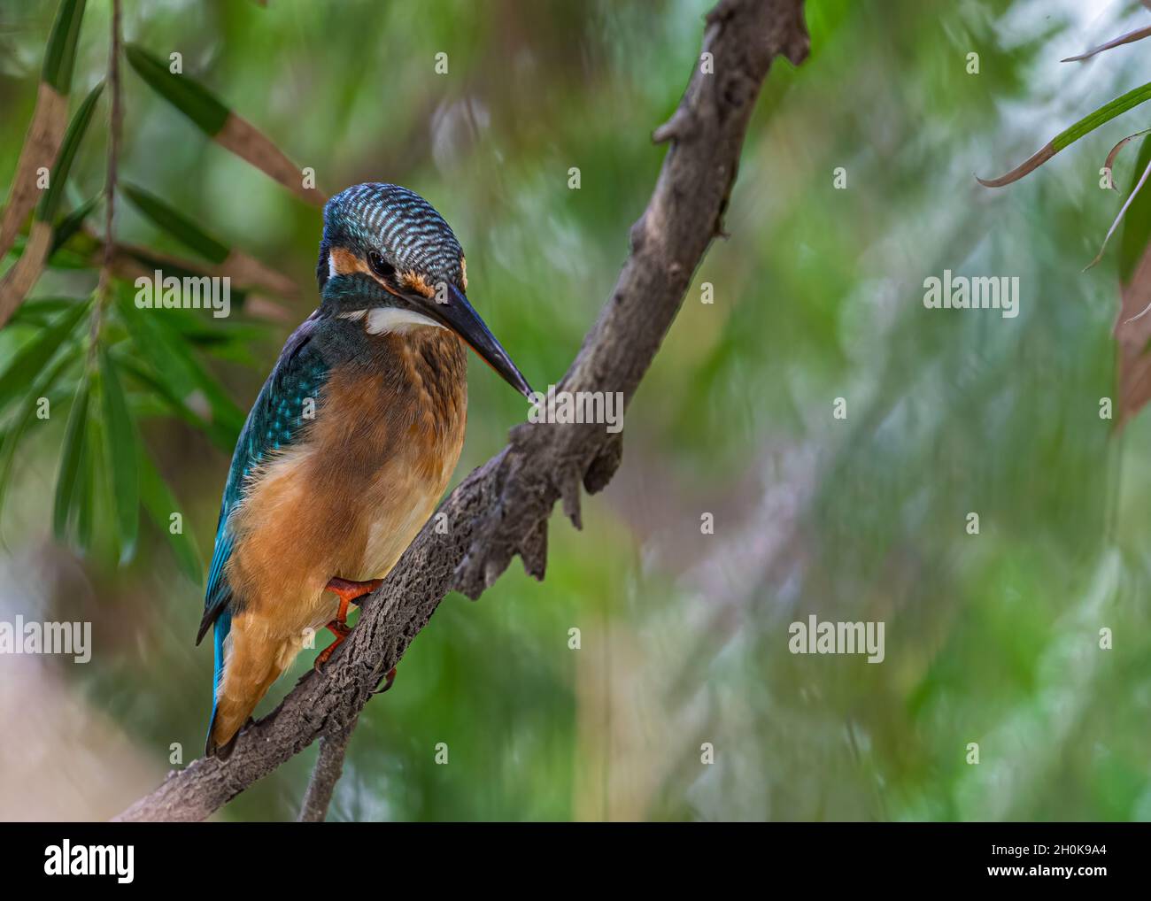 Kingfisher comune in cerca di obiettivo che guarda nel lago Foto Stock