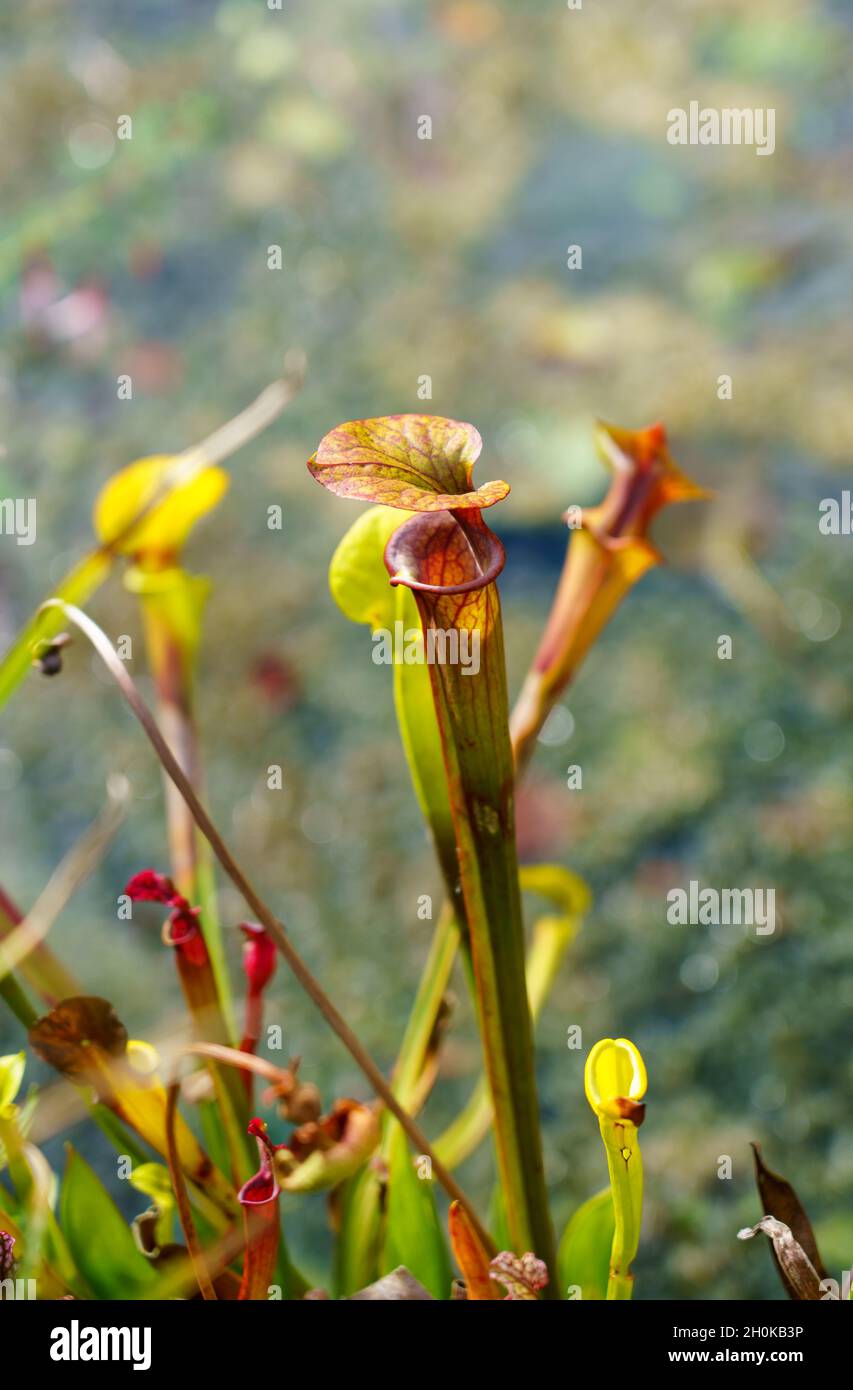 Primo piano di una piantina gialla (Sarracenia flava), una pianta carnivora della famiglia Sarraceniaceae Foto Stock