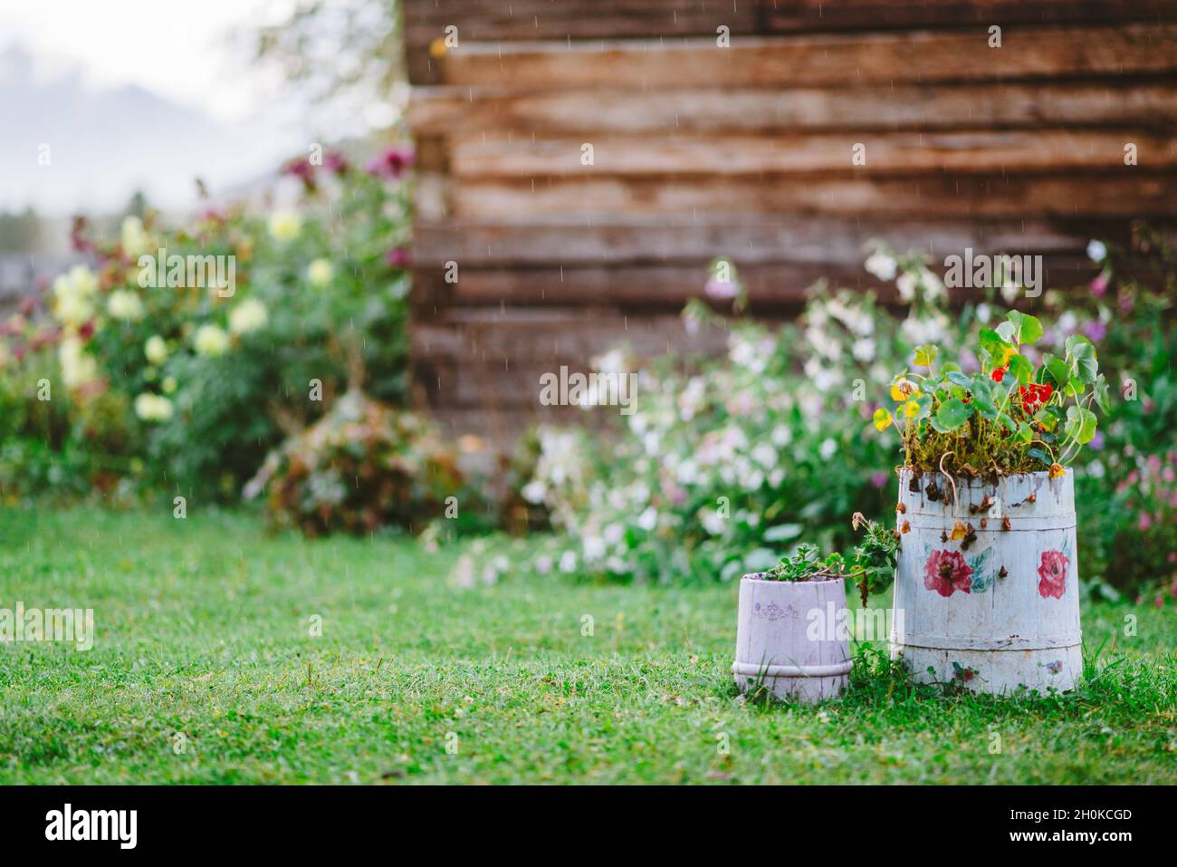 Provette con fiori nel cortile di una casa di villaggio sotto la pioggia Foto Stock