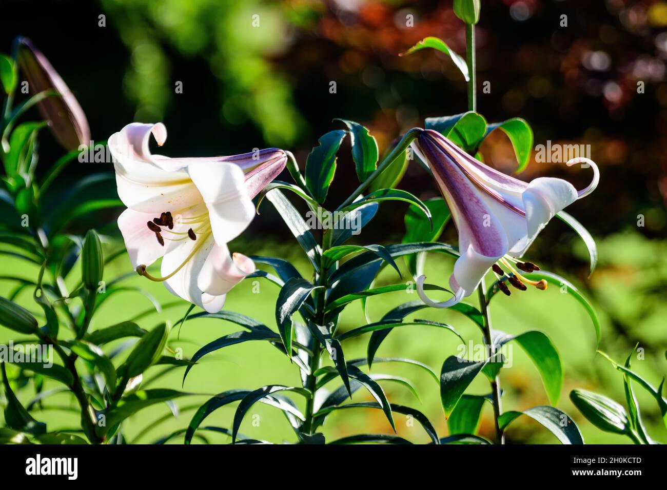 Fiori bianchi di Lilium regale pianta, noto come regale, reale o giglio del  re in un giardino in stile cottage britannico in una giornata estiva  soleggiata, bella all'aperto Foto stock - Alamy