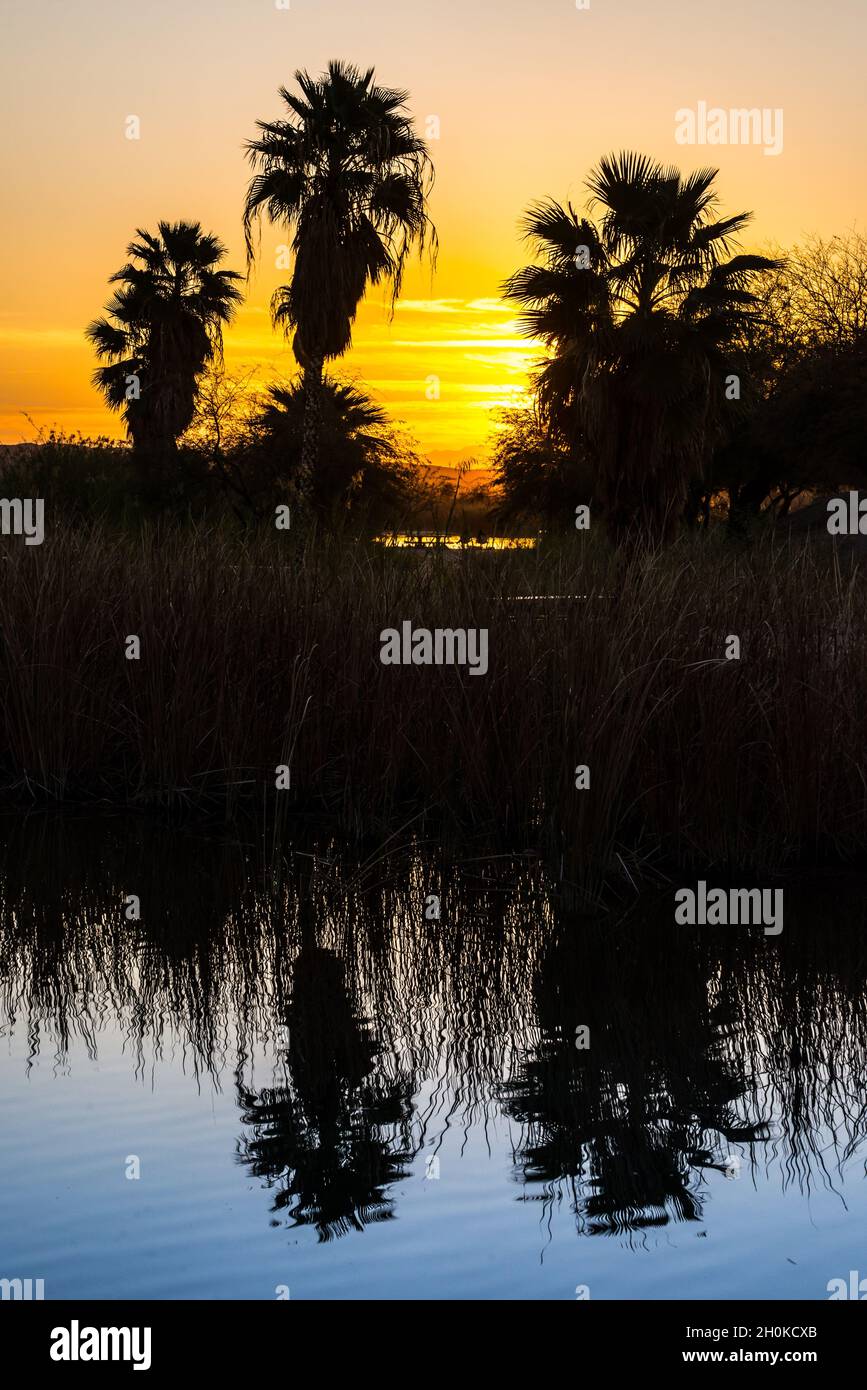 Squaw Lake Palms Sunrise - Yuma - Arizona Foto Stock