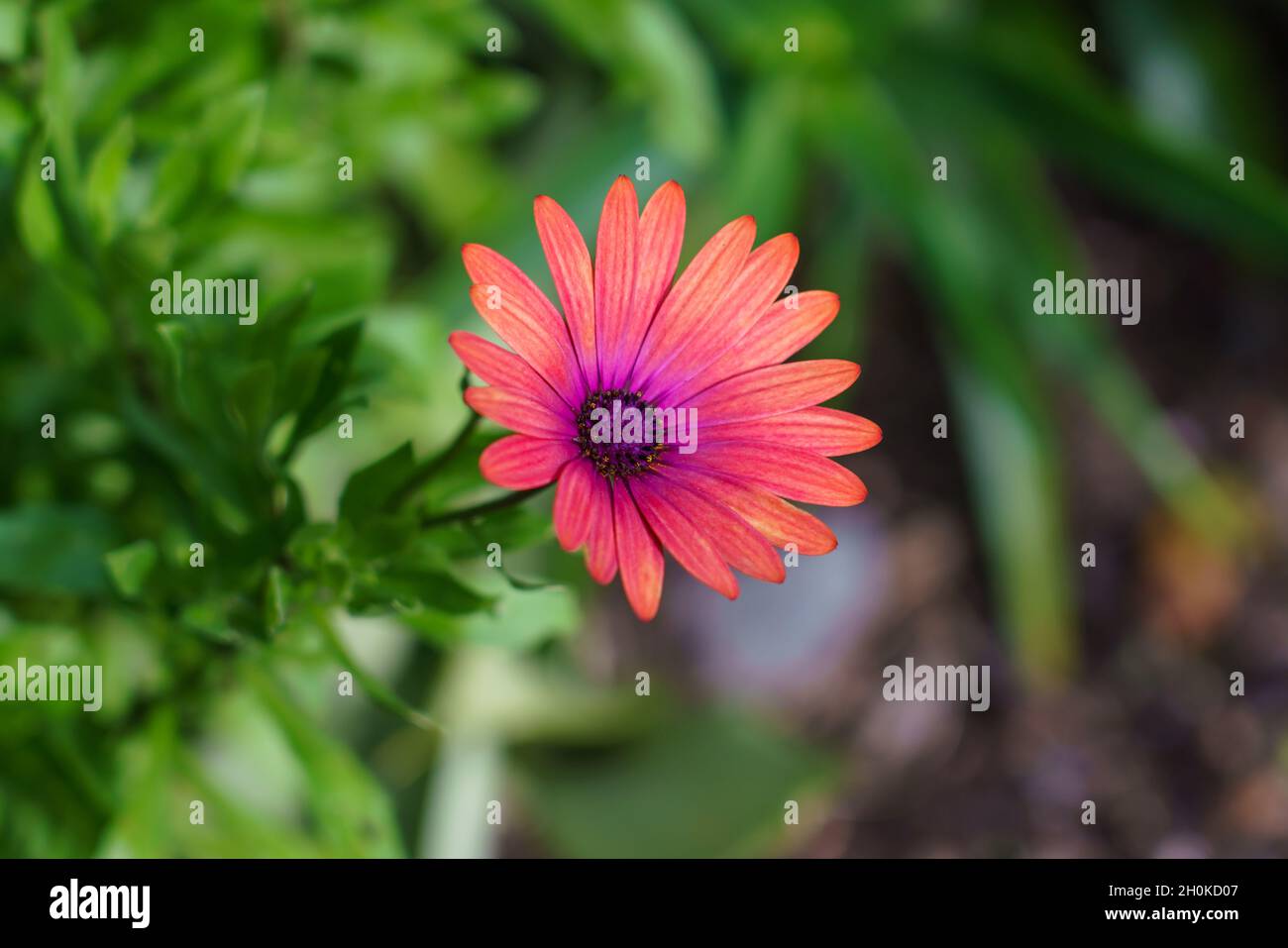 primo piano di una bella margherita africana (osteospermum) Foto Stock