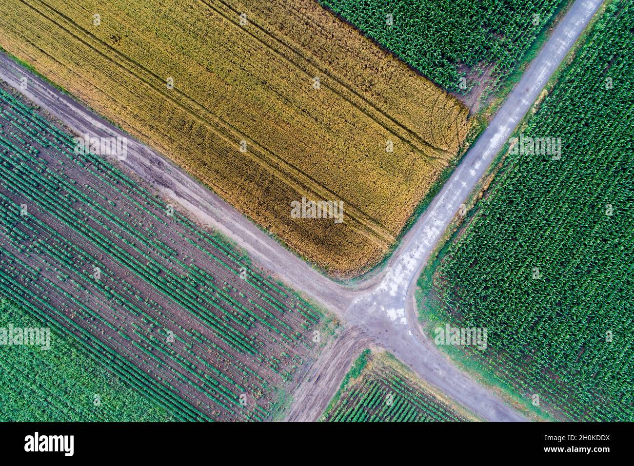 Forme geometriche astratte di parcelle agricole di colture diverse. Vista aerea sparare dal drone direttamente sopra il campo Foto Stock