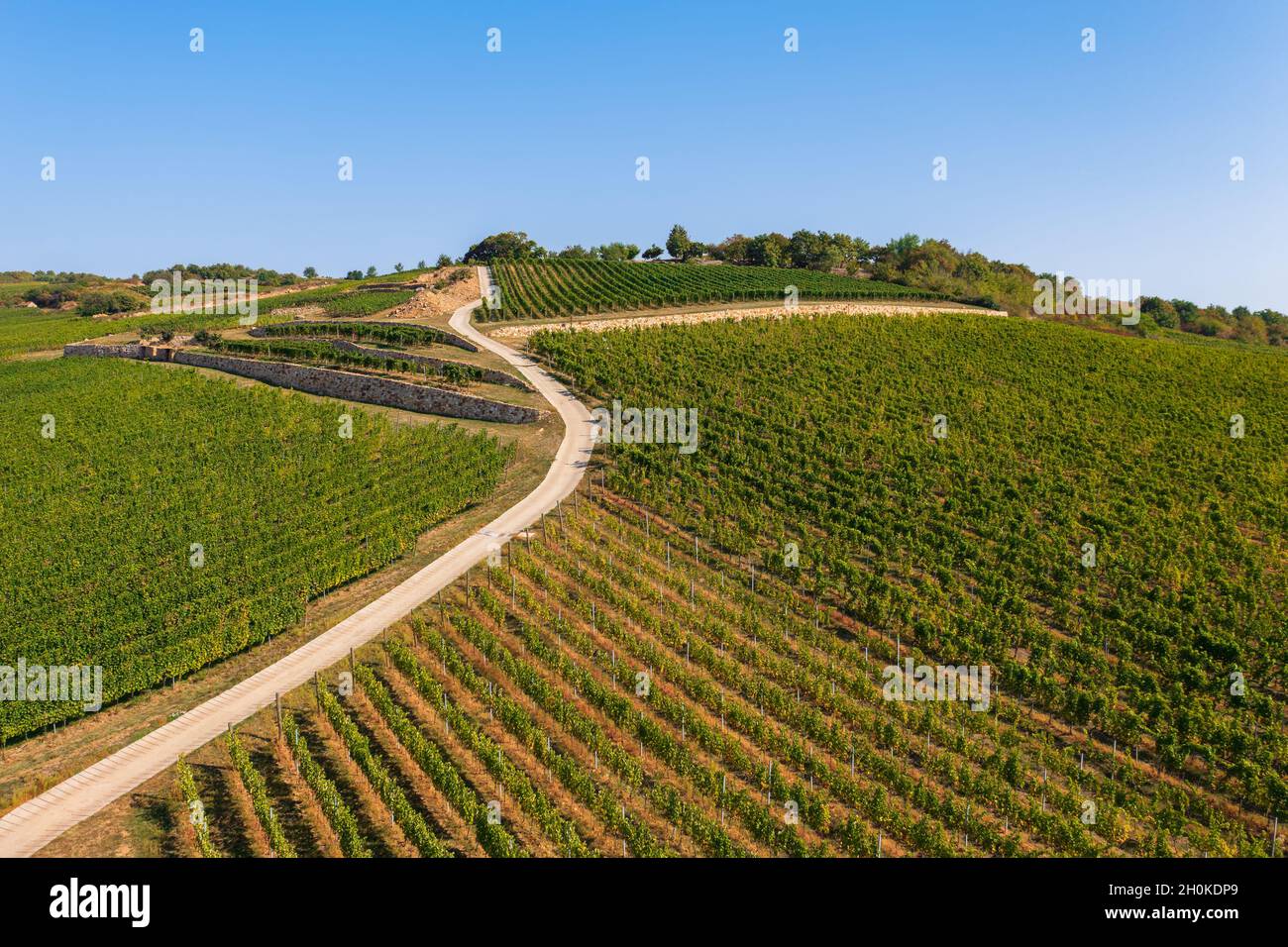 Vista panoramica sui bellissimi vigneti della regione vinicola di Tokaj, paesaggio culturale storico, parte del patrimonio mondiale dell'UNESCO Foto Stock