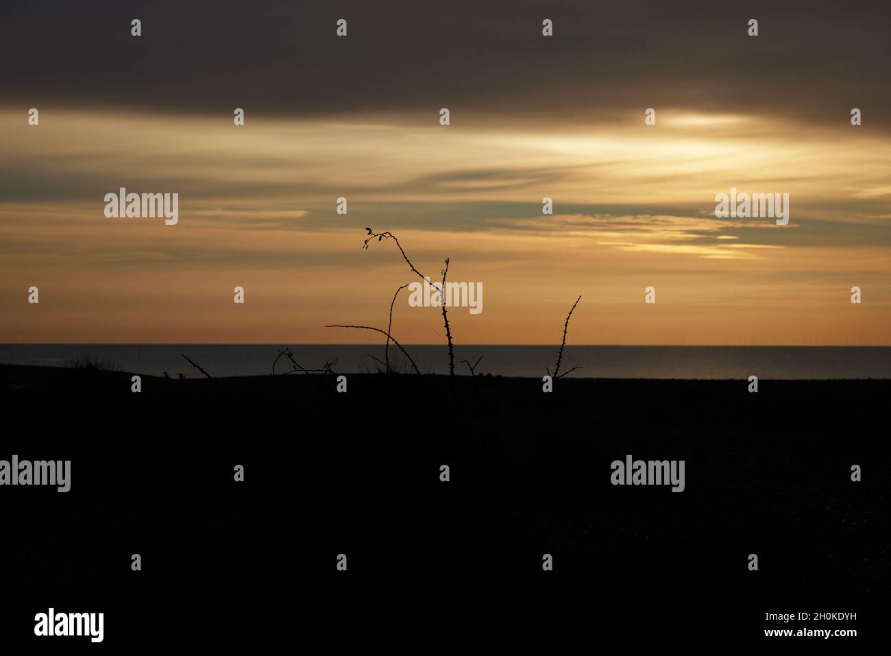 Silhouette di steli senza frondoli di rose selvatiche spinose viste sulla spiaggia sulla costa meridionale del Regno Unito. Foto Stock