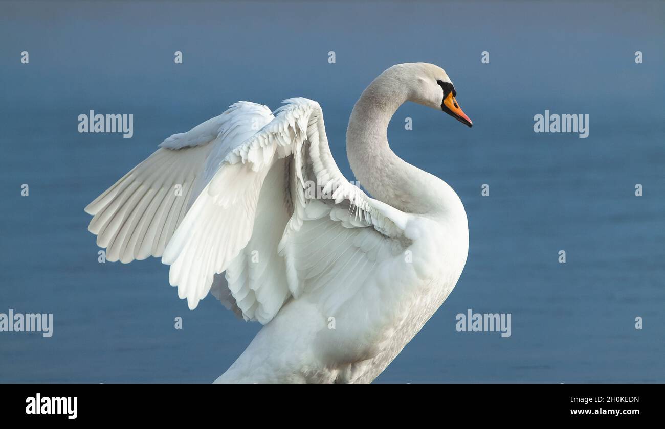 Cigno muto in acqua blu, stretching, ali spalmate. Cygnus olor. Foto Stock