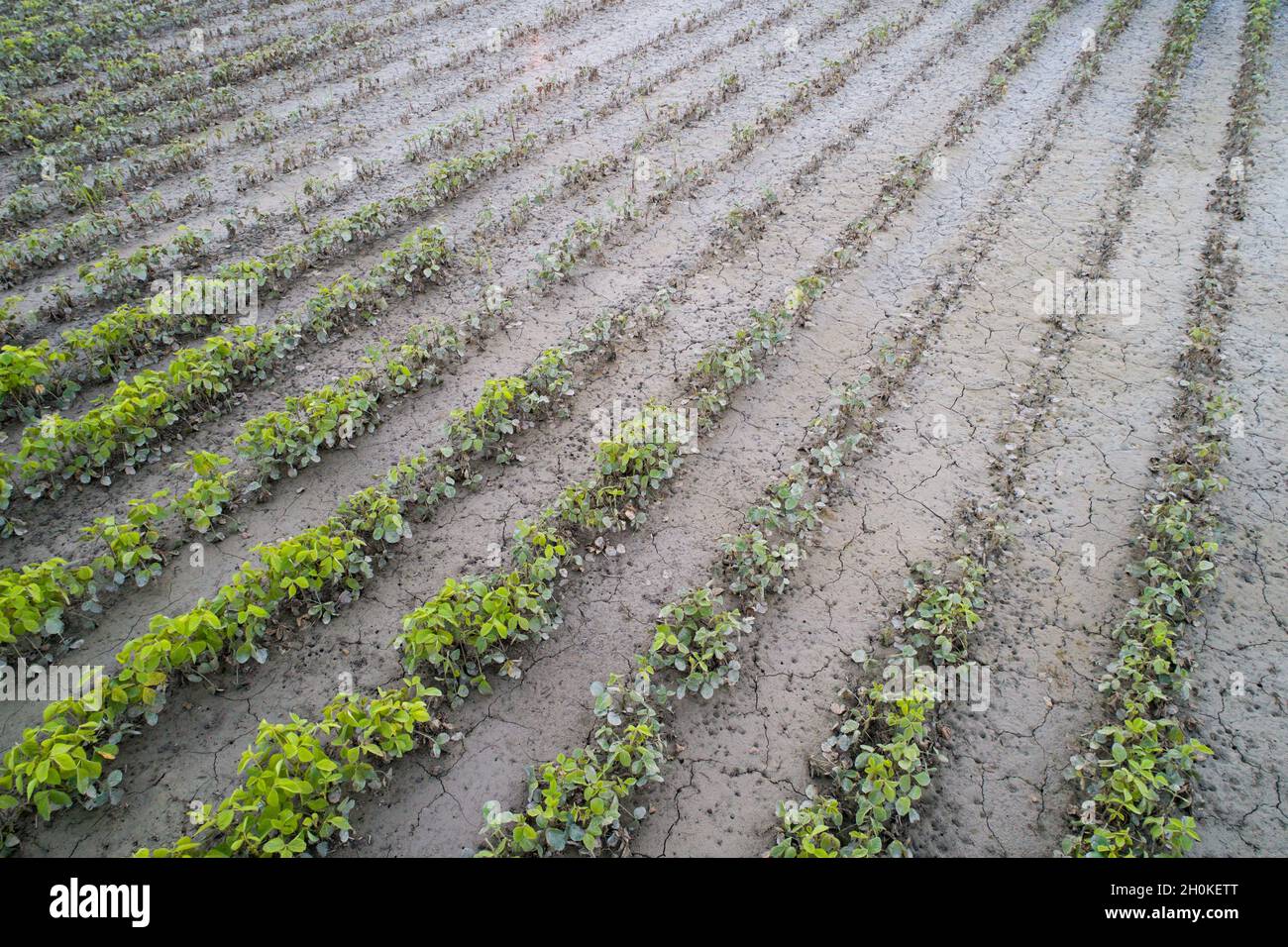 Vista aerea del campo di soia con parti problematiche del terreno durante il periodo di siccità Foto Stock
