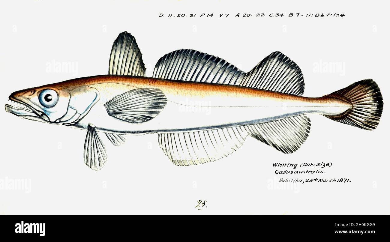 Frank Edward Clarke illustrazione dei pesci d'epoca - Whiting - Gadus australis Foto Stock