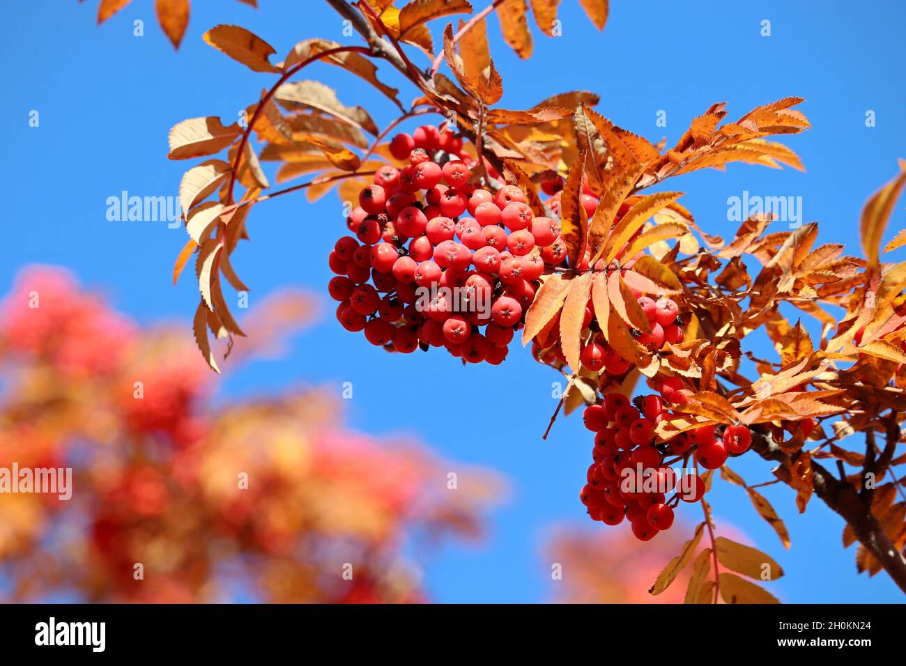 Bacche di Rowan che crescono su rami di albero con foglie gialle su sfondo cielo blu. Autunno natura, bacche medicinali di cenere di montagna Foto Stock