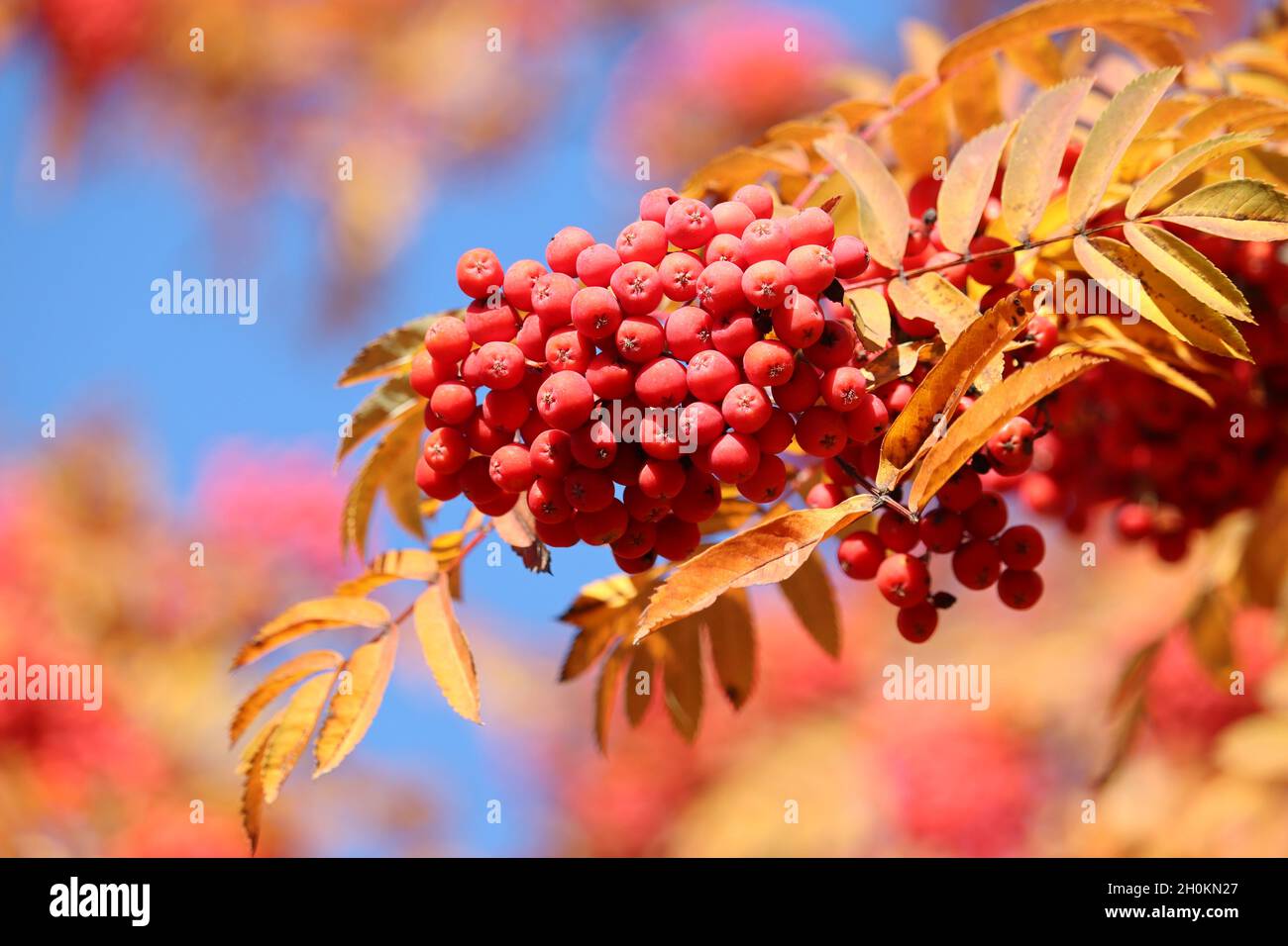 Bacche di Rowan che crescono su rami di albero con foglie gialle su sfondo cielo blu. Autunno natura, bacche medicinali di cenere di montagna Foto Stock