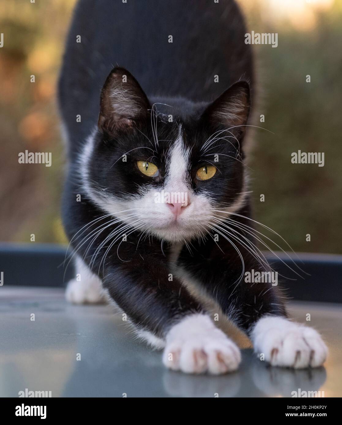 Gatto stario che si estende su un tetto di auto, Paphos, Cipro Foto Stock