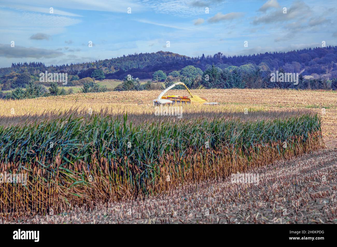 Più tardi inizio del raccolto di corne quest'anno a Schleswig-Holstein, Germania. Foto Stock