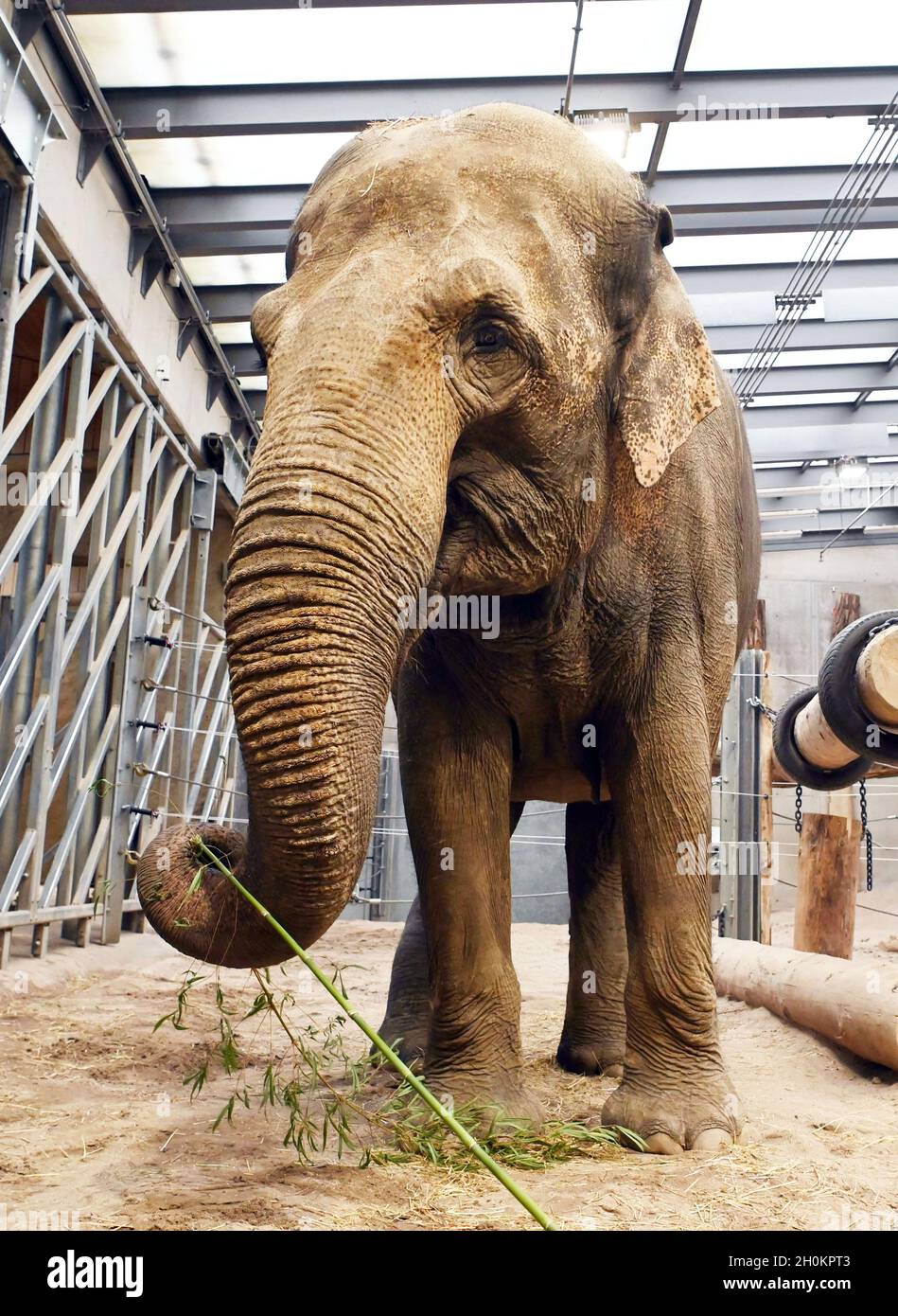 Karlsruhe, Germania. 13 ottobre 2021. La mucca elefante Saida si trova  nella sua recinzione allo Zoo di Karlsruhe. È venuta a casa di riposo per  gli elefanti asiatici dello Zoo di Lipsia.