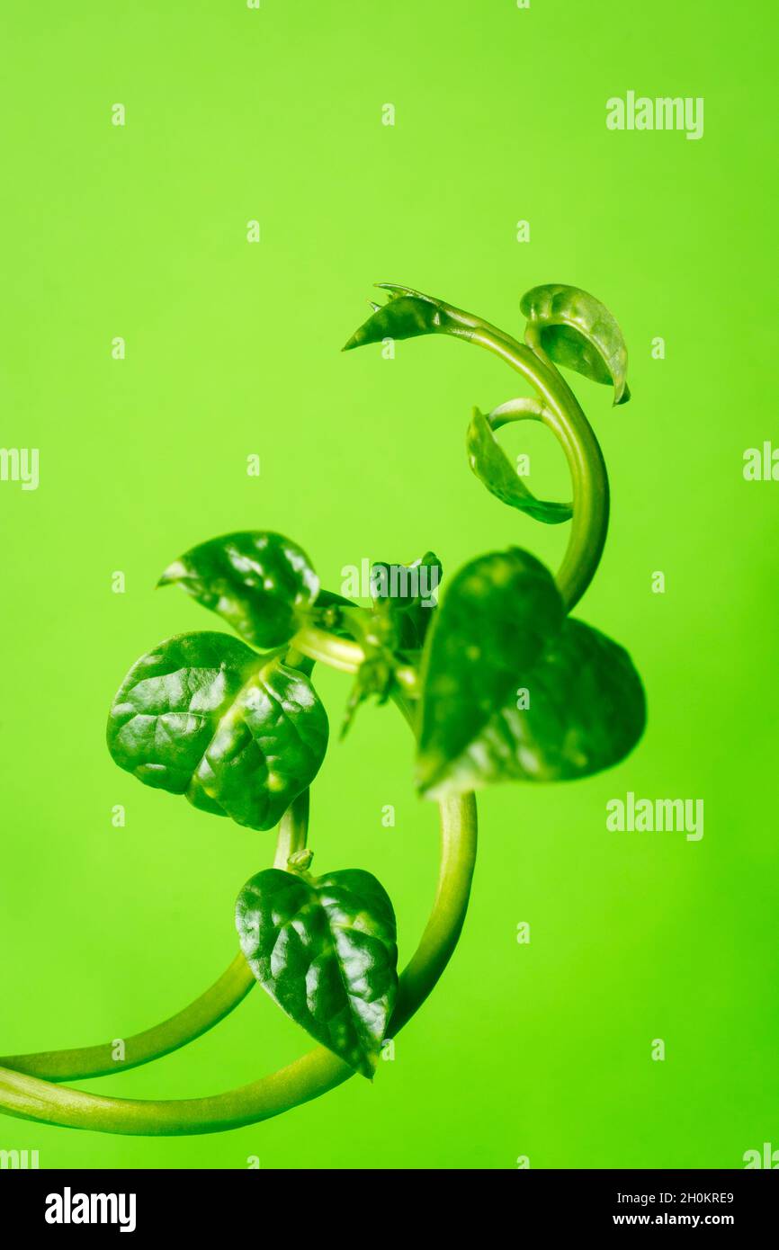 vibrant verde pianta di vite su sfondo verde, preso in profondità poco profonda di campo Foto Stock