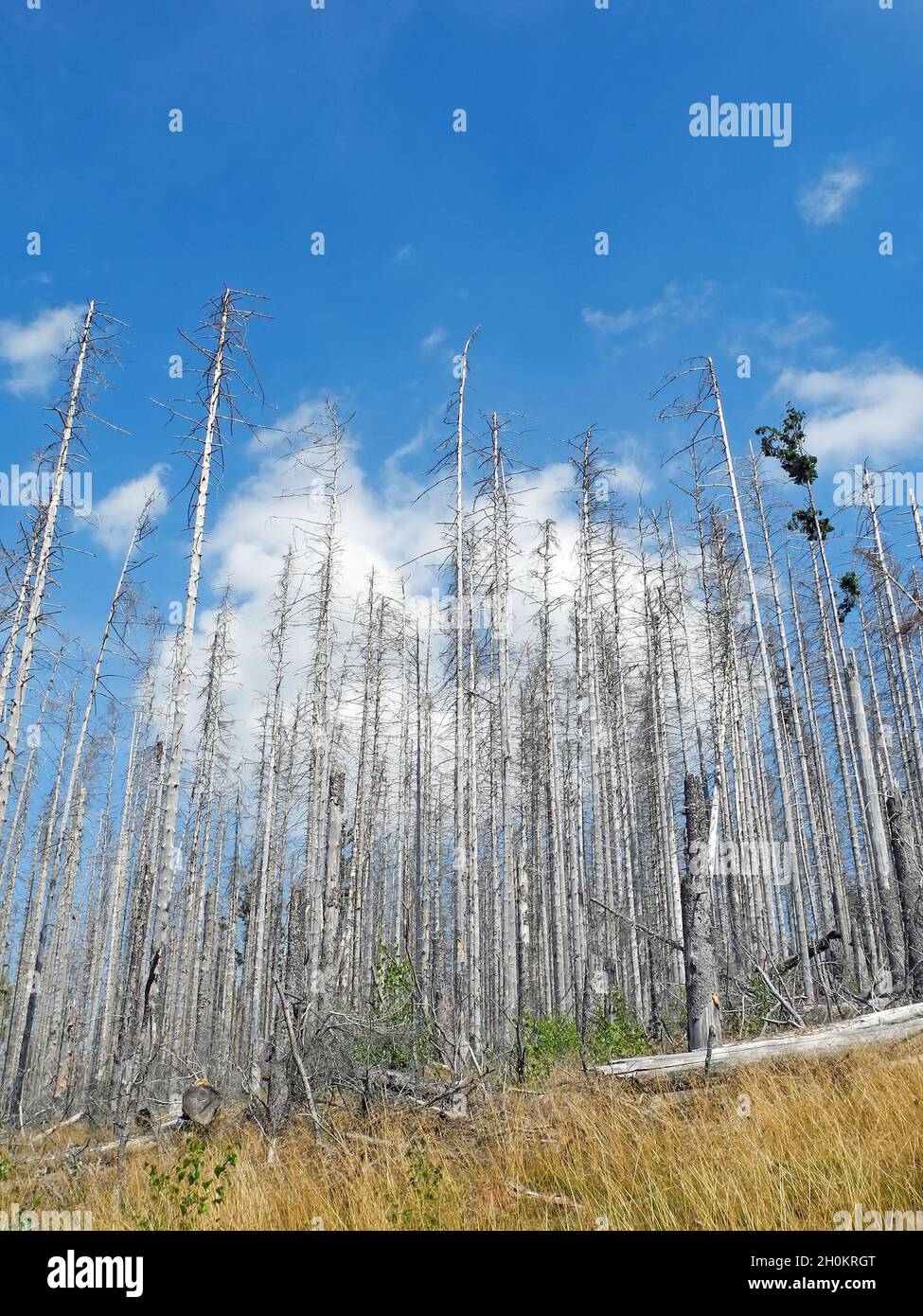 La foresta di abeti morti nella bassa catena montuosa tedesca Harz Mountains Foto Stock