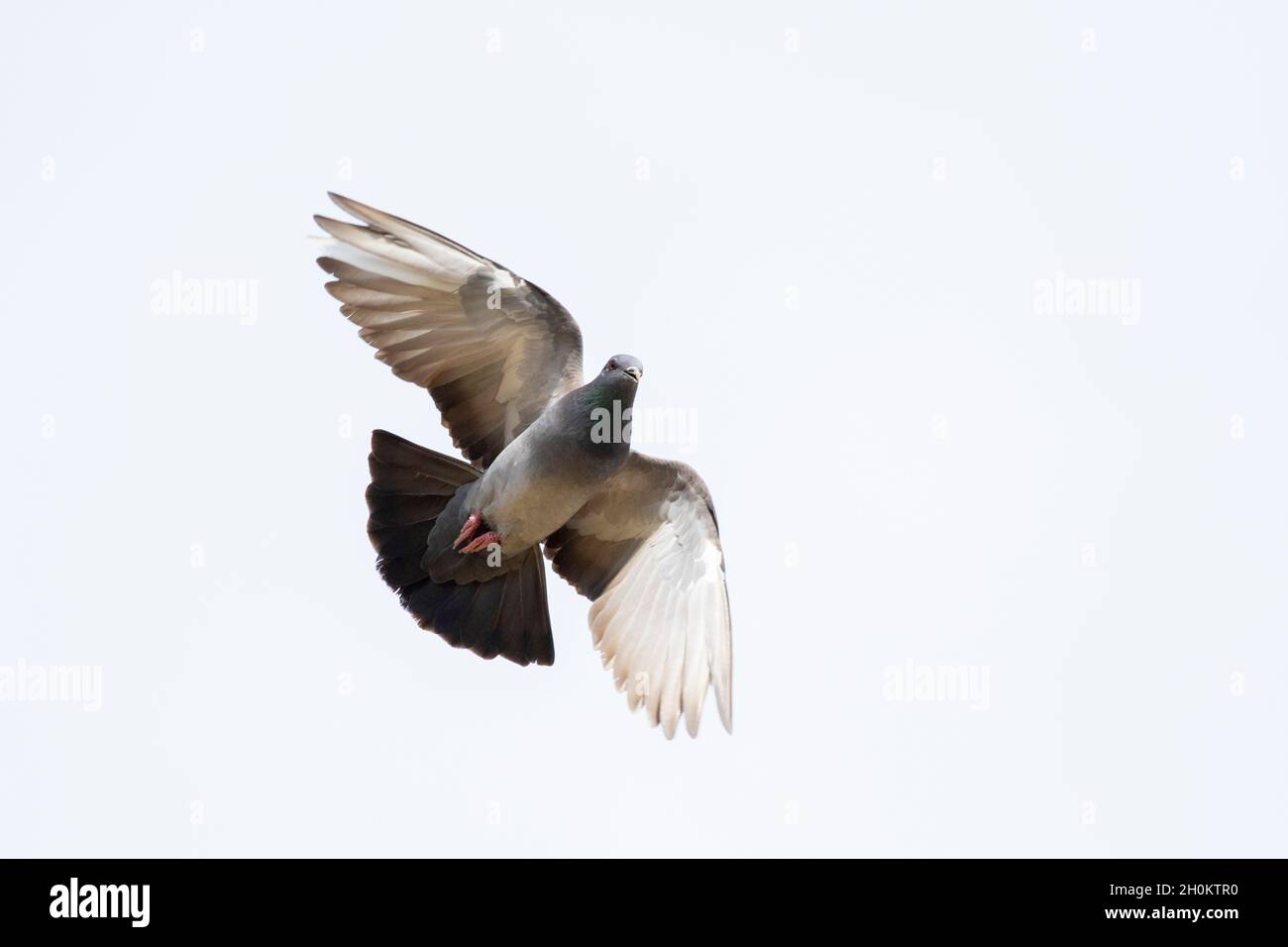 Immagine dei piccioni che volano sul cielo. Animale. Uccelli. Foto Stock