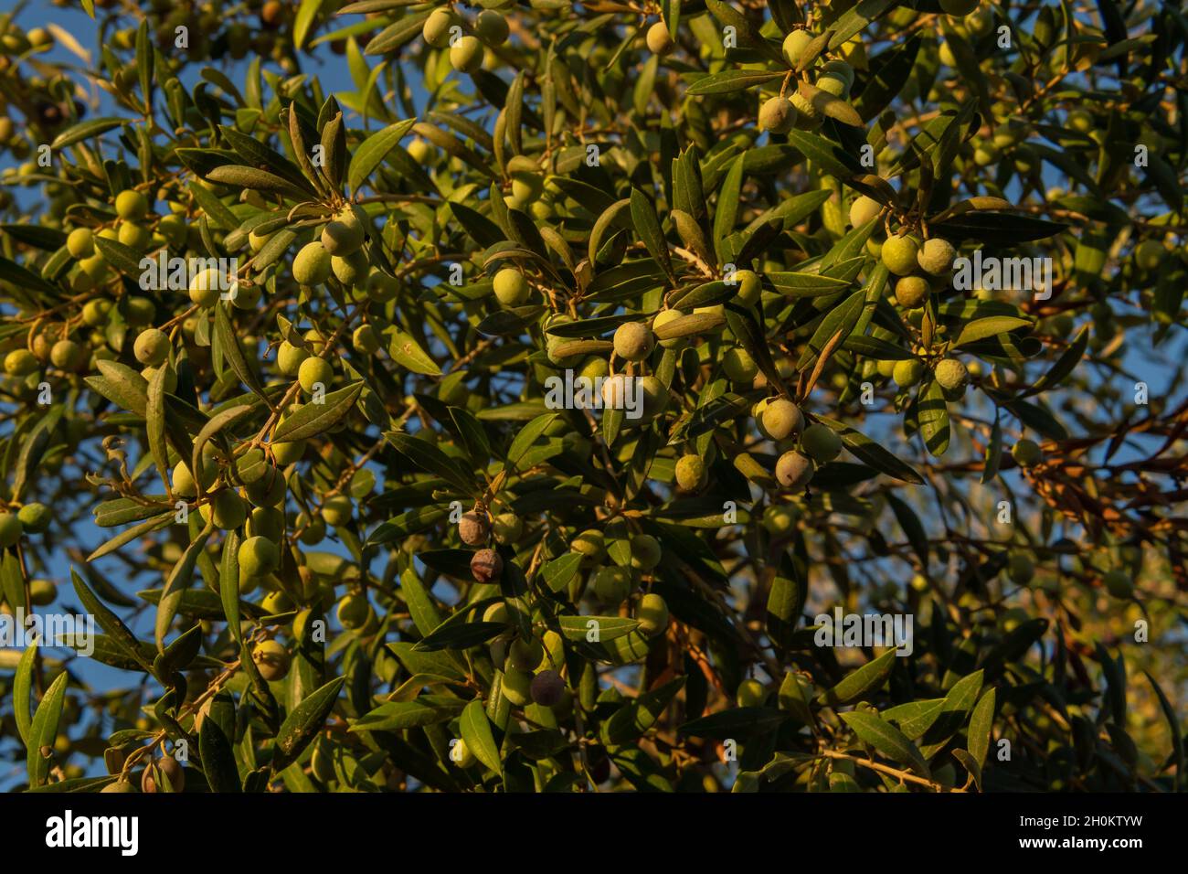 Primo piano delle olive su un olivo, Olea europaea, all'alba in una giornata di sole. Immagine della dieta e della cultura mediterranea. Isola di Maiorca, Spagna Foto Stock