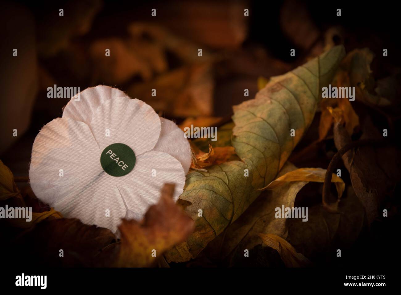 Armistice giorno bianco papavero guerra pace papavero Foto Stock