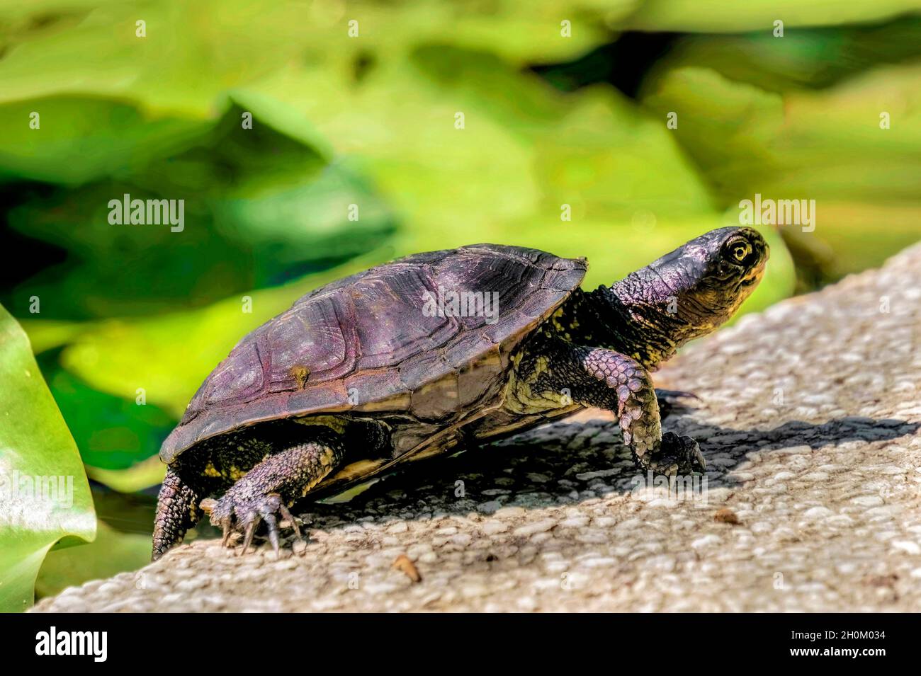 Tartaruga laghetto europeo, orbicularis Emys Foto Stock