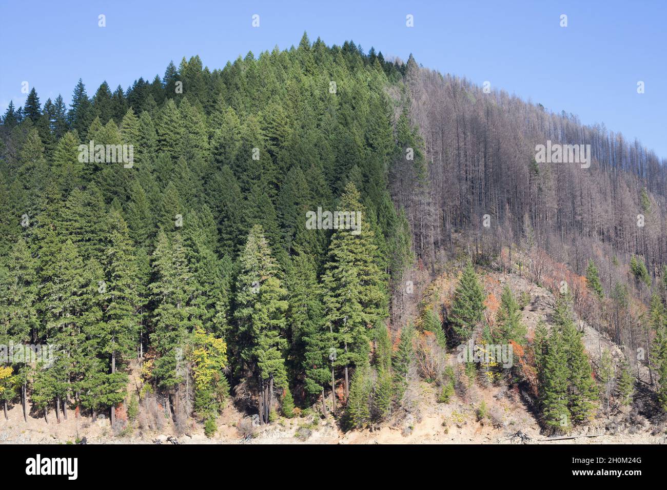 Una collina che è mezzo bruciato vicino Cougar Dam mostra gli effetti del fuoco di festa di 2020, vicino Blue River, Oregon, un anno più successivamente. Foto Stock