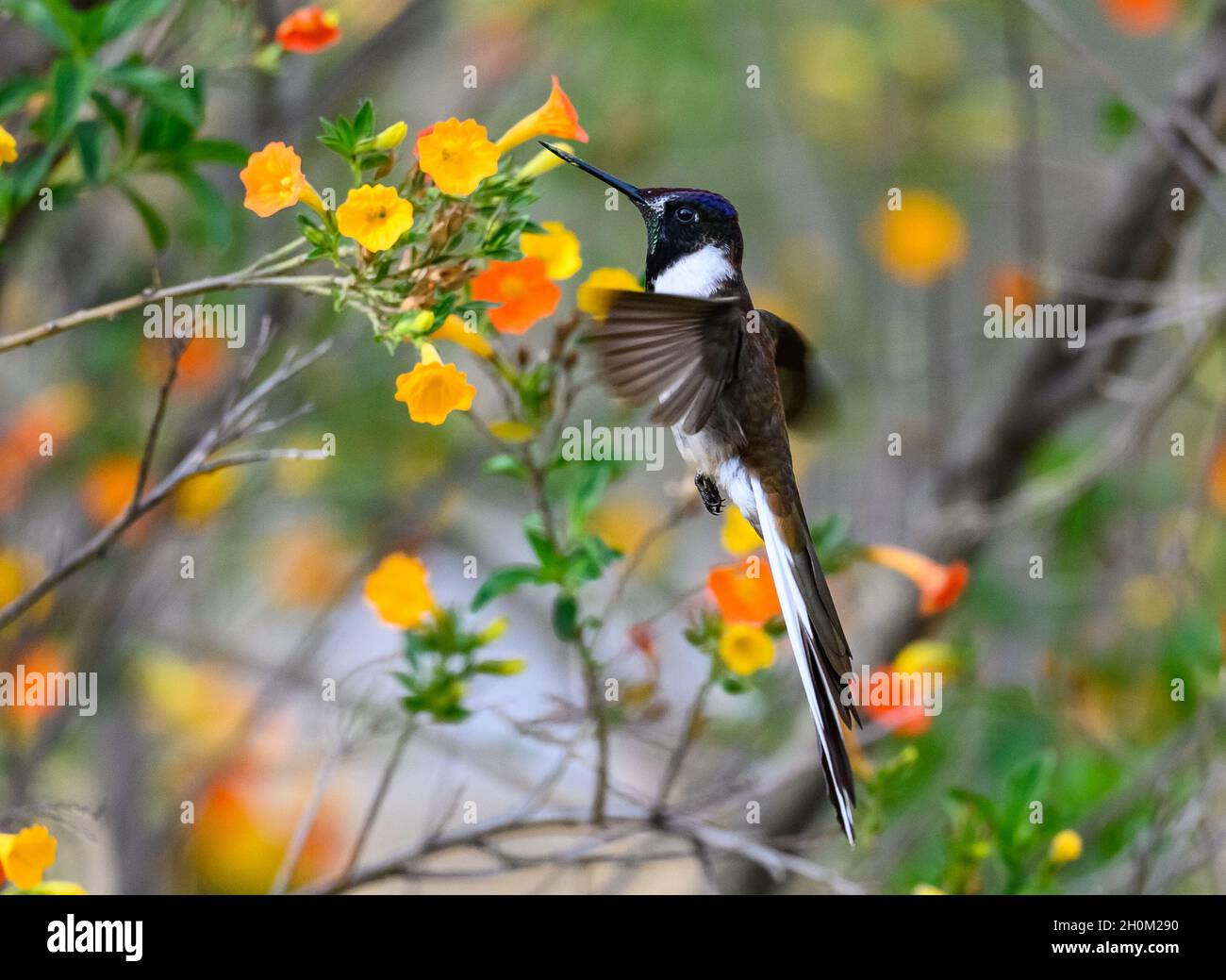 Un maschio peruviano endemico alpinista Bearded (Oreonympha nobilis) hummingbird che si nutrono di fiori. Cuzco, Perù. Sud America. Foto Stock