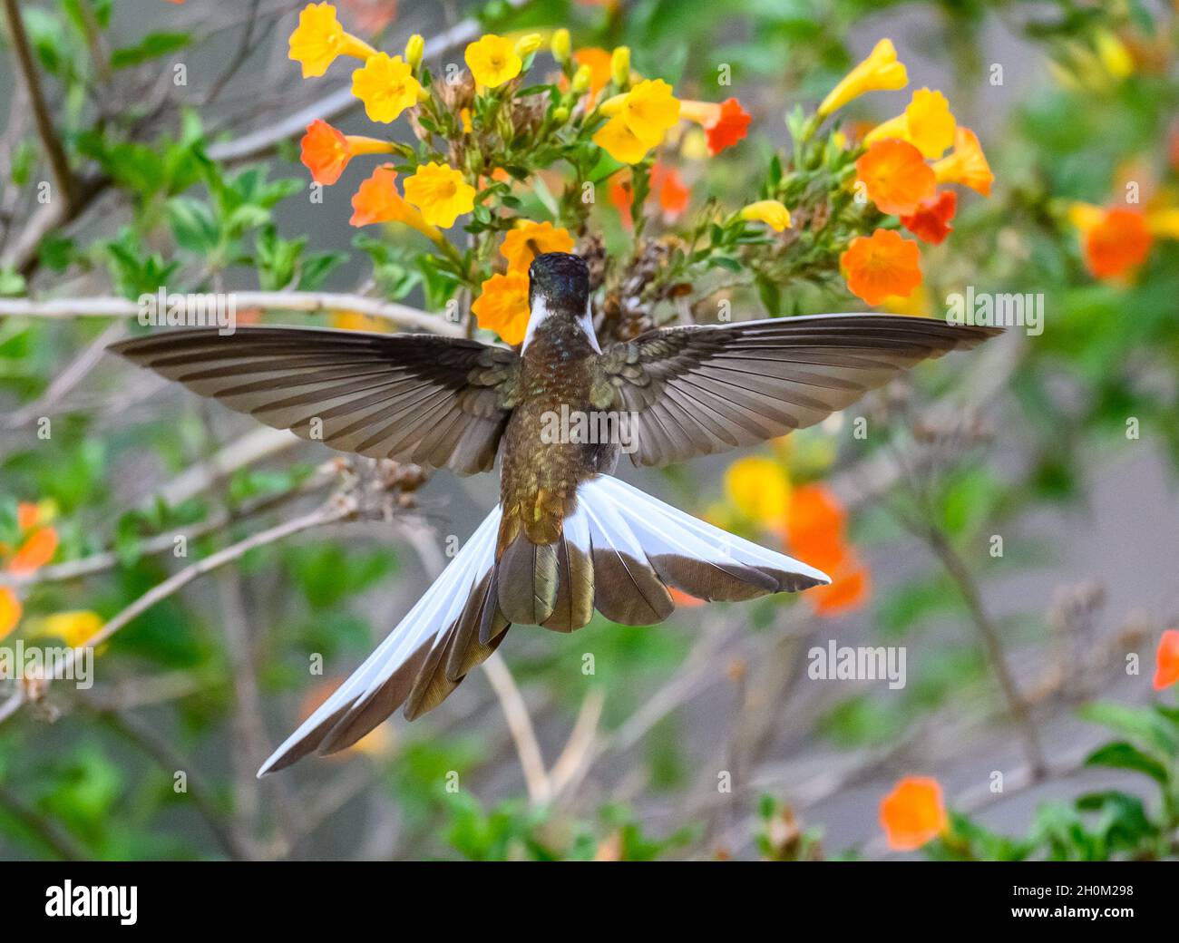 Un maschio peruviano endemico alpinista Bearded (Oreonympha nobilis) hummingbird che si nutrono di fiori. Cuzco, Perù. Sud America. Foto Stock