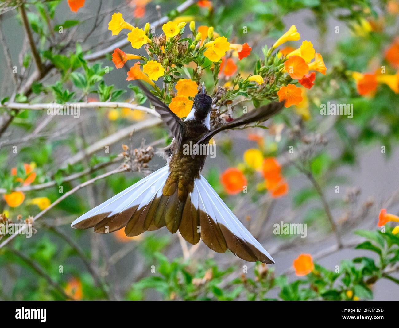 Un maschio peruviano endemico alpinista Bearded (Oreonympha nobilis) hummingbird che si nutrono di fiori. Cuzco, Perù. Sud America. Foto Stock