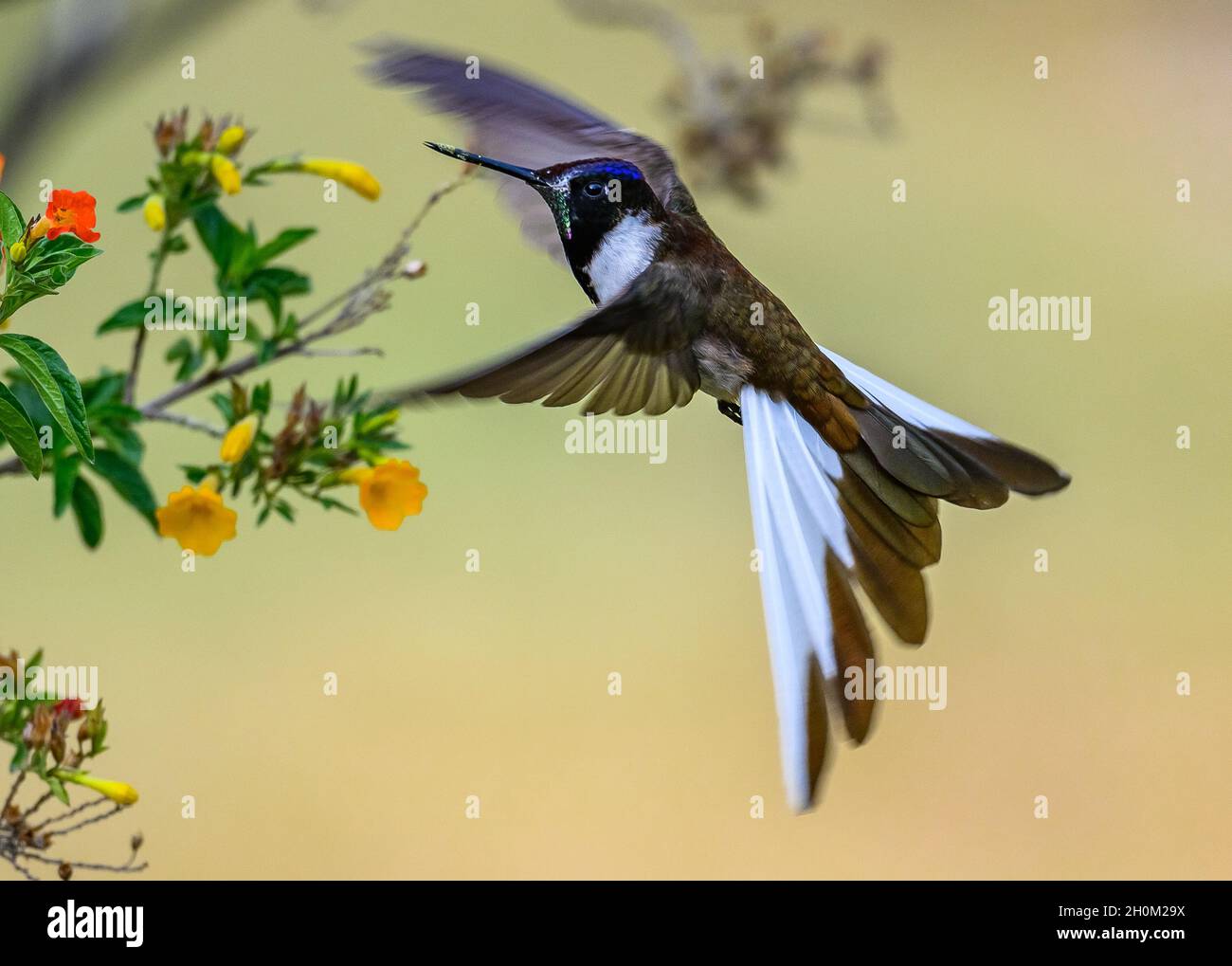 Un maschio peruviano endemico alpinista Bearded (Oreonympha nobilis) hummingbird che si nutrono di fiori. Cuzco, Perù. Sud America. Foto Stock