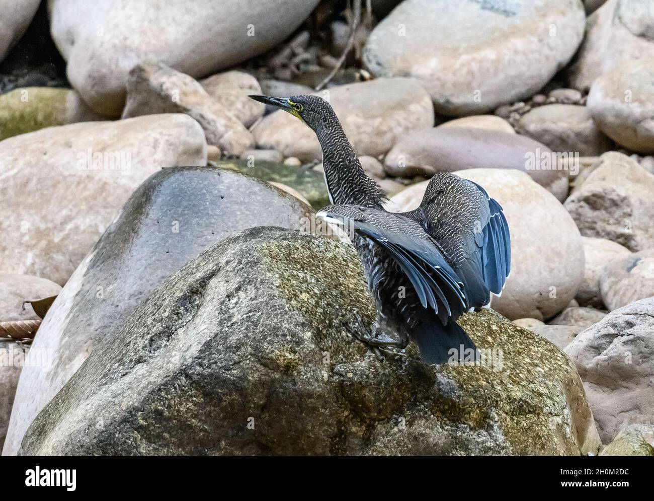 Un Fasciated Tiger-Heron (Tigrisoma fasciatum) che foraging lungo un fondo di fiume. Cuzco, Perù. Sud America. Foto Stock