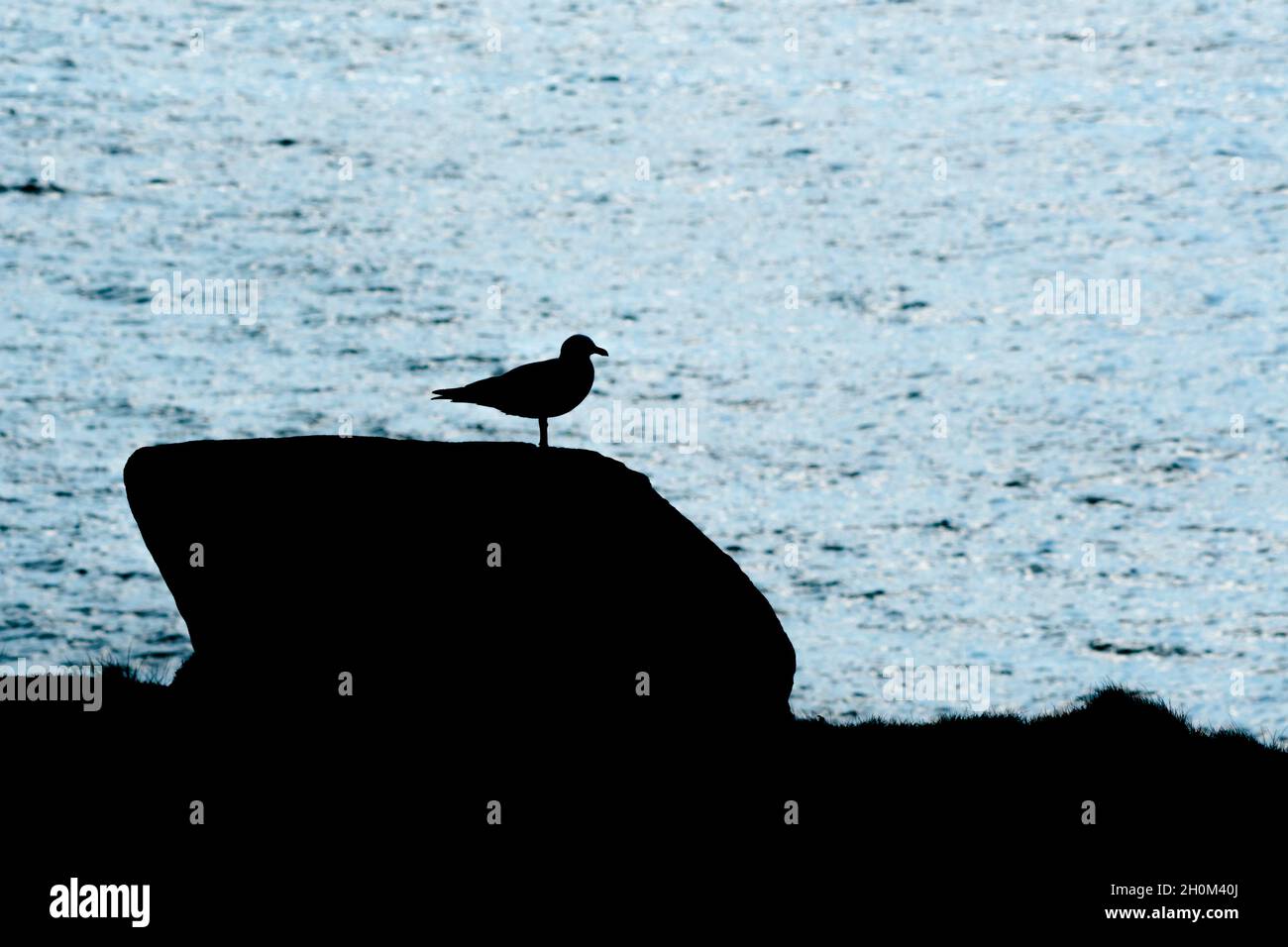 Un Gull aringa europeo Larus argentatus in piedi su una roccia vista in silhouette. Foto Stock