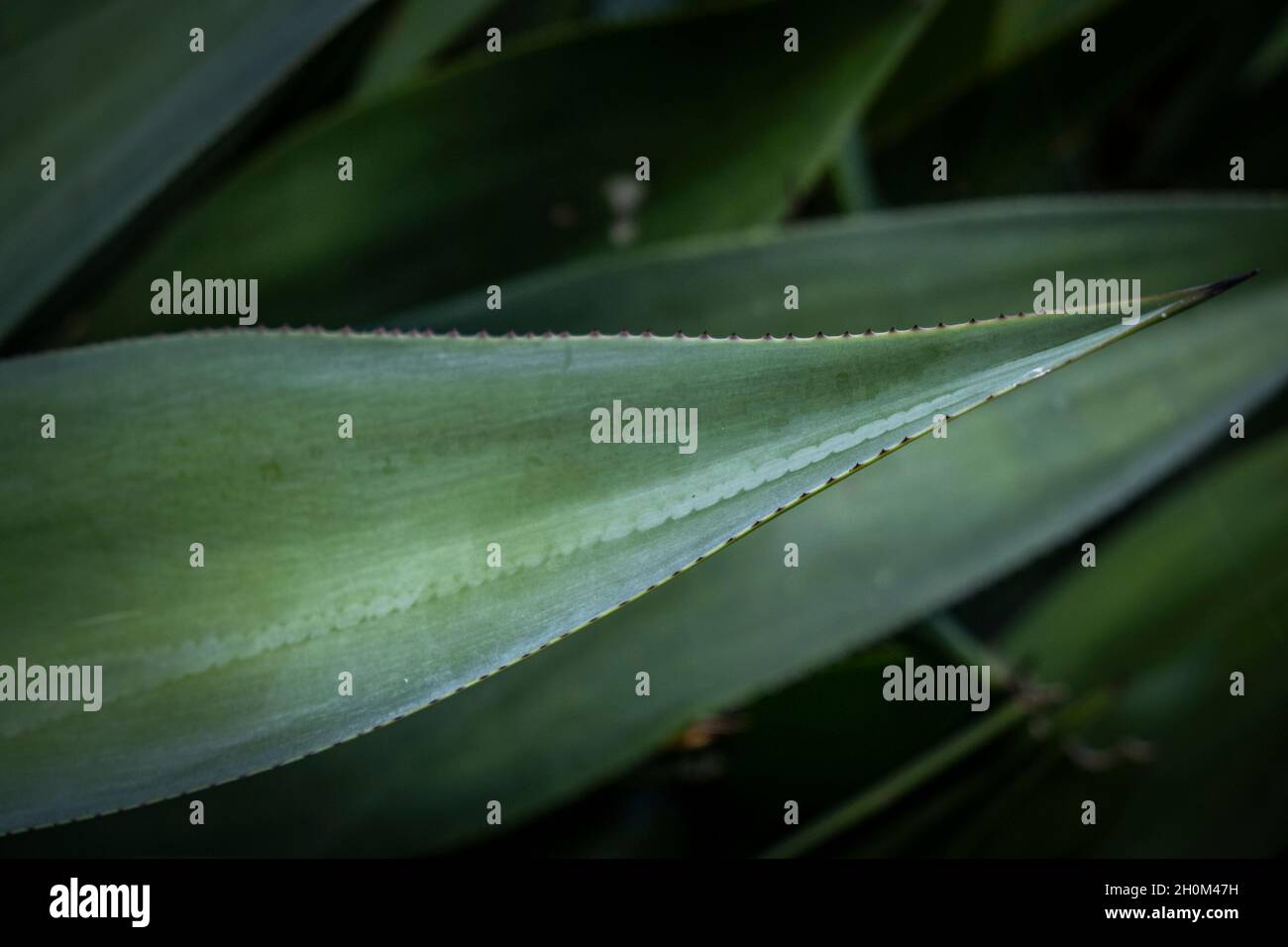 Una vista in primo piano del bordo di una foglia di una pianta di Aloe vera. Foto Stock