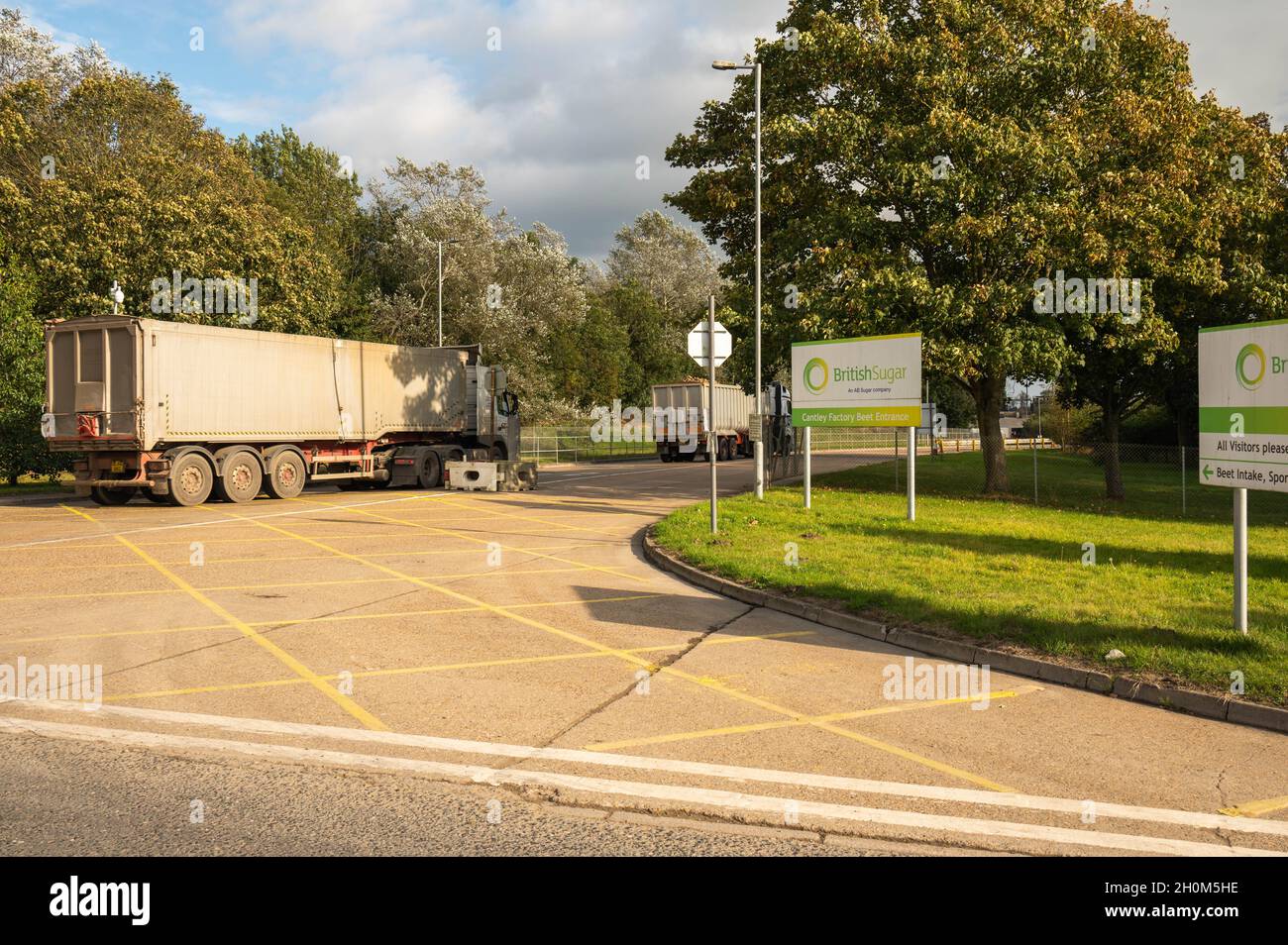 La barbabietola da zucchero viene consegnata da autocarri articolati alla fabbrica di barbabietole da zucchero di Cantley a norfolk Inghilterra Foto Stock