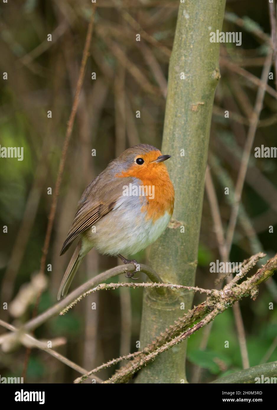 Robin, Erithacus rubecula, singolo adulto arroccato in Bush, Worcestershire, Regno Unito. Foto Stock