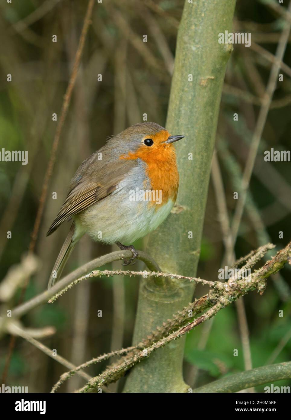 Robin, Erithacus rubecula, singolo adulto arroccato in Bush, Worcestershire, Regno Unito. Foto Stock