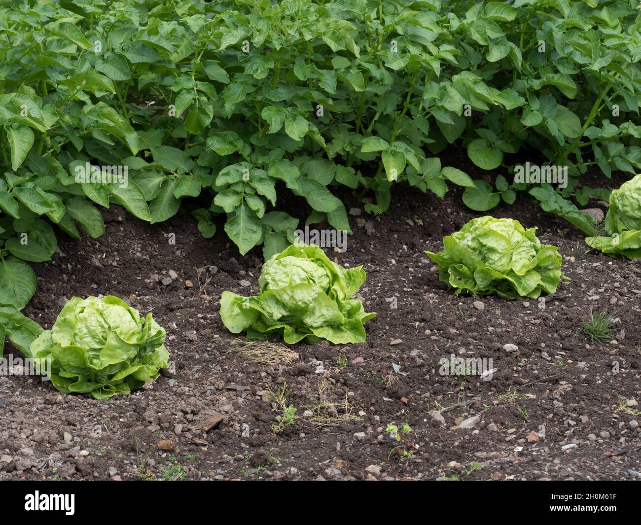 Lattughe che crescono accanto alle patate su orto, Galles, Regno Unito Foto Stock