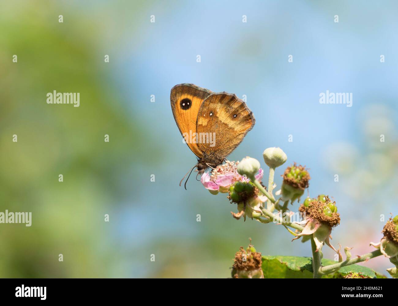 Gatekeeper Butterfly, Pyronia tithonus, singolo adulto che si alimenta con fiori di bramble, Worcestershire, Regno Unito Foto Stock
