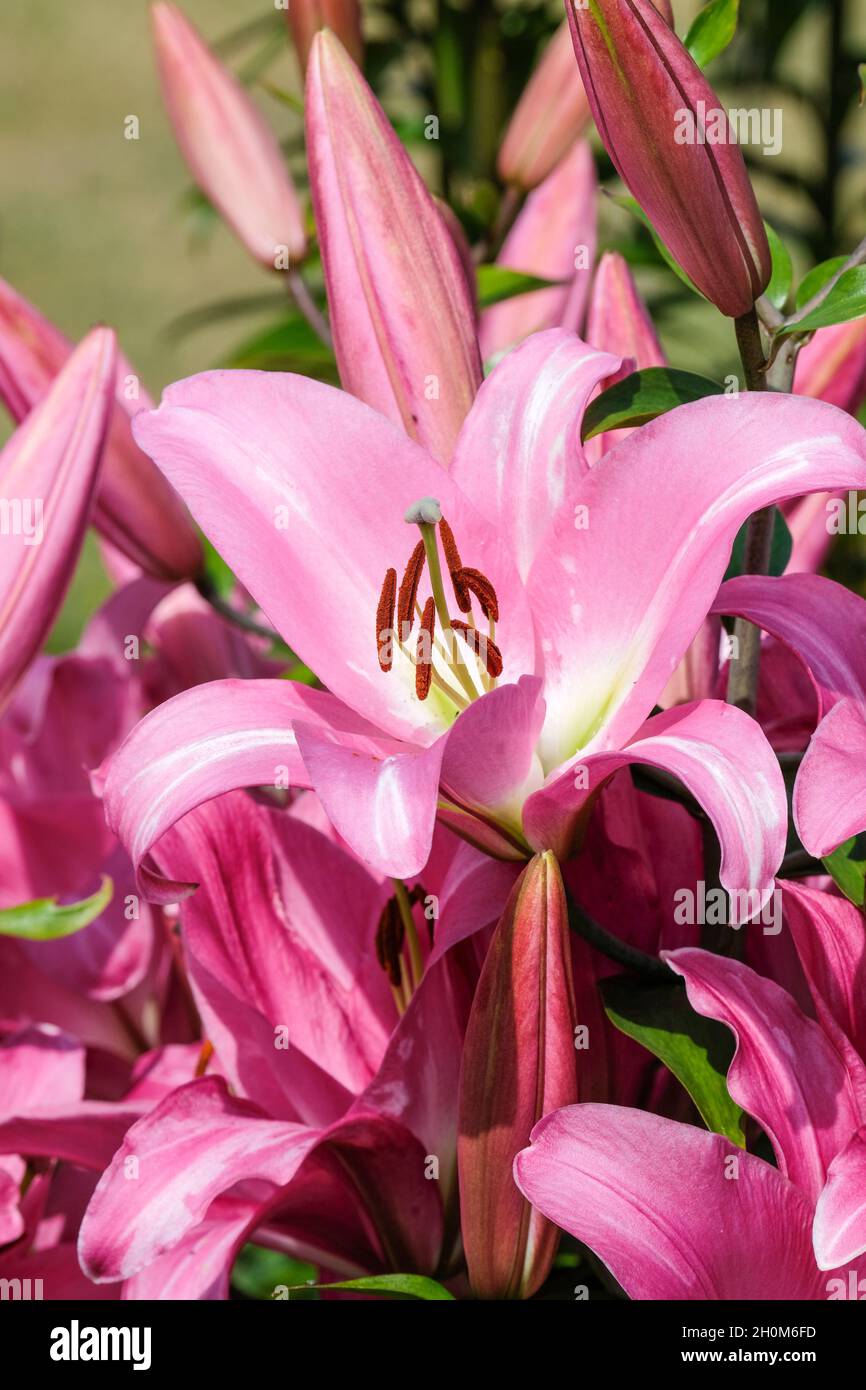 Lilium 'Tabledance', Lily 'Tabledance', Lily 'Tabledance', OT Hybrid, Orienpet Lily 'Tabledance'. Enormi fiori rosa Foto Stock