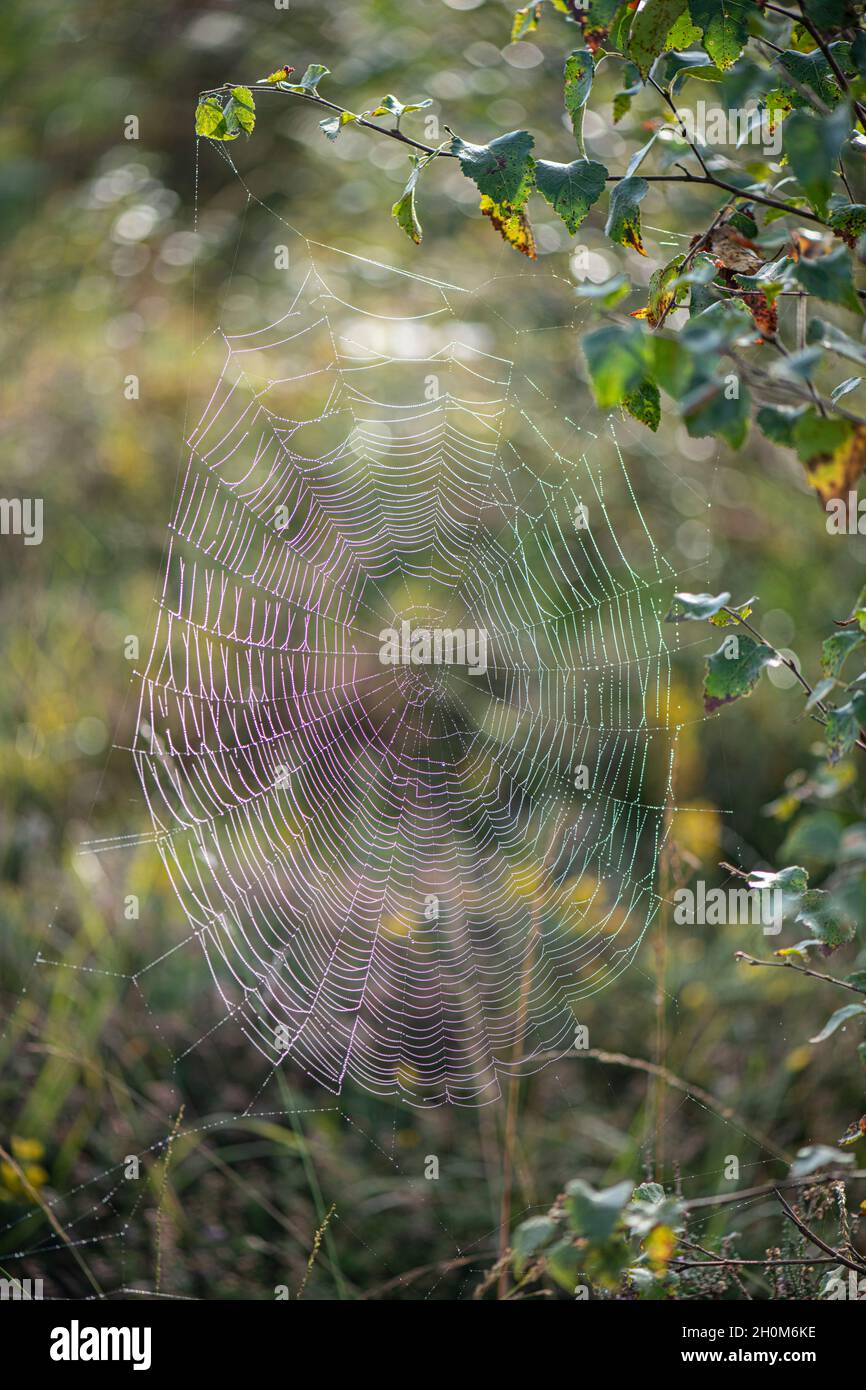 Spider Web: Araneus sp. Sussex, Regno Unito Foto Stock