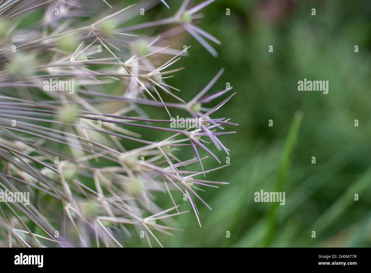 macrofotografia dei semi verdi non maturi di una cipolla a testa sferica Foto Stock