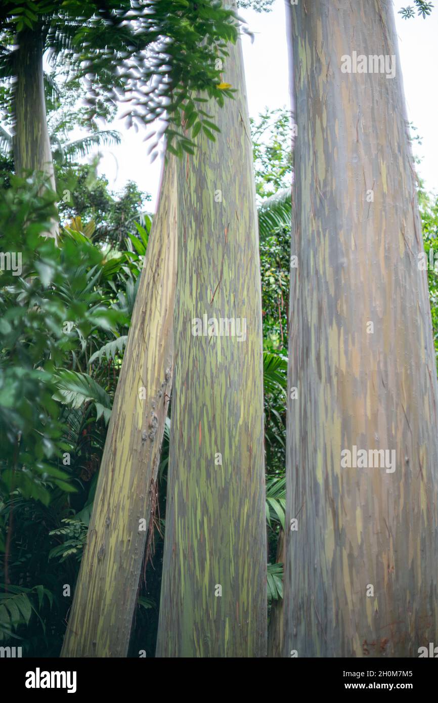 Alberi di eucalipto in Hawaii Foto Stock