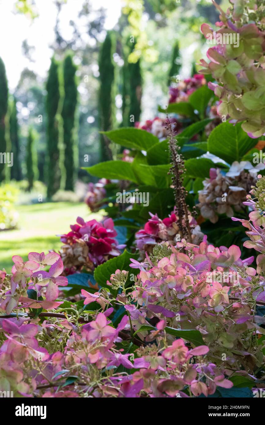 Giardino a RHS Wisley UK con fiori essiccati di hydrangea in primo piano e un gruppo di cipressi italiani in lontananza, preso in una soleggiata giornata autunnale Foto Stock
