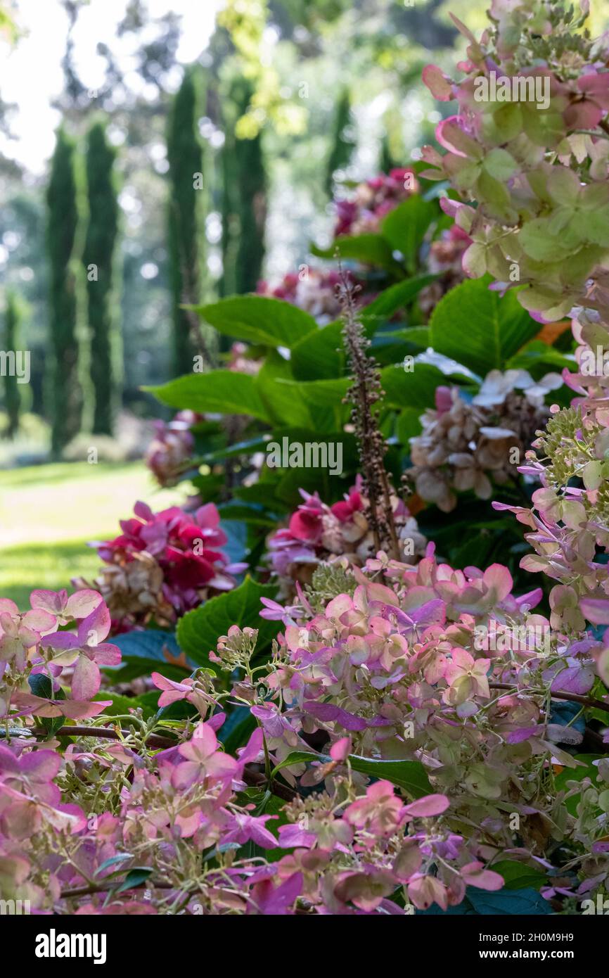 Giardino a RHS Wisley UK con fiori essiccati di hydrangea in primo piano e un gruppo di cipressi italiani in lontananza, preso in una soleggiata giornata autunnale Foto Stock