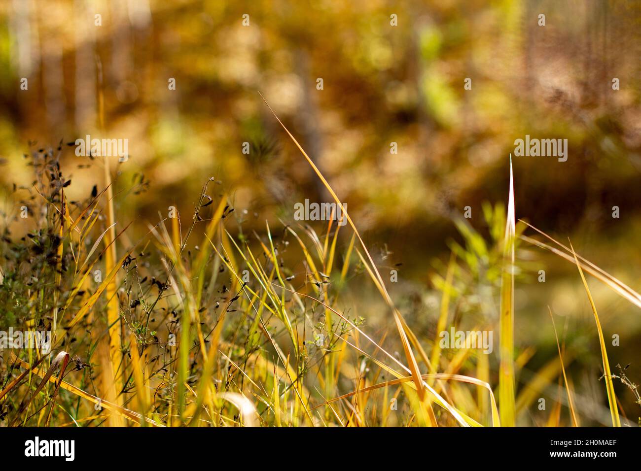 Autunno erbe medicinali su uno sfondo sfocato di piante forestali. Foto Stock