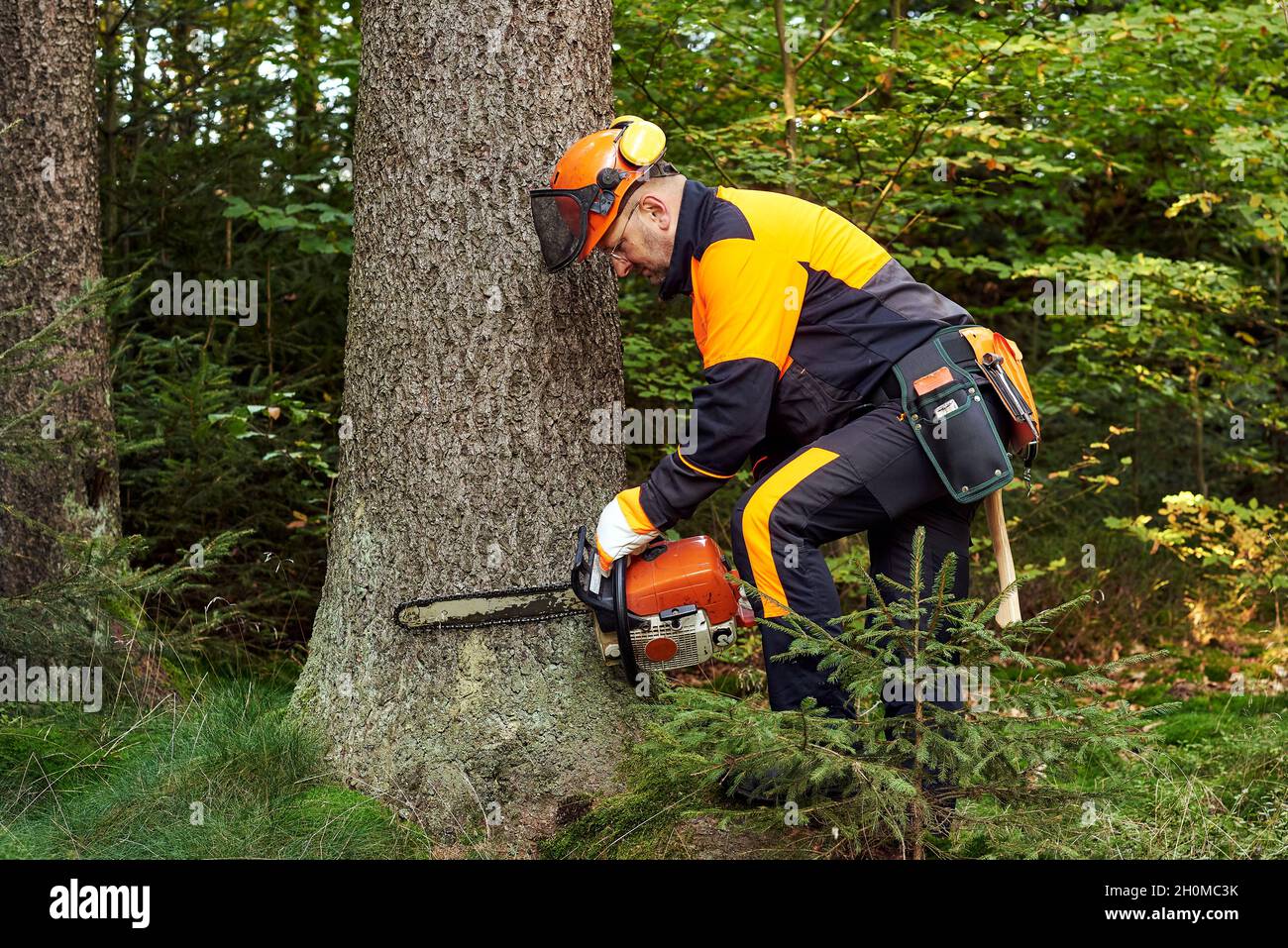 Grumberjack professionale con indumenti da lavoro protettivi e motosega che lavorano in un bosco Foto Stock