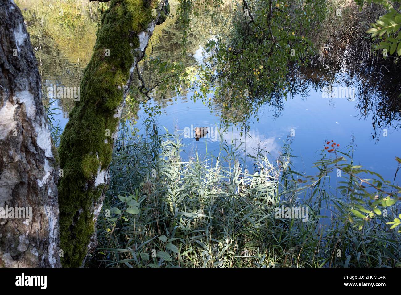 Fine estate fogliame intorno al fiume Silinupe in Lapmežciems Lettonia Foto Stock