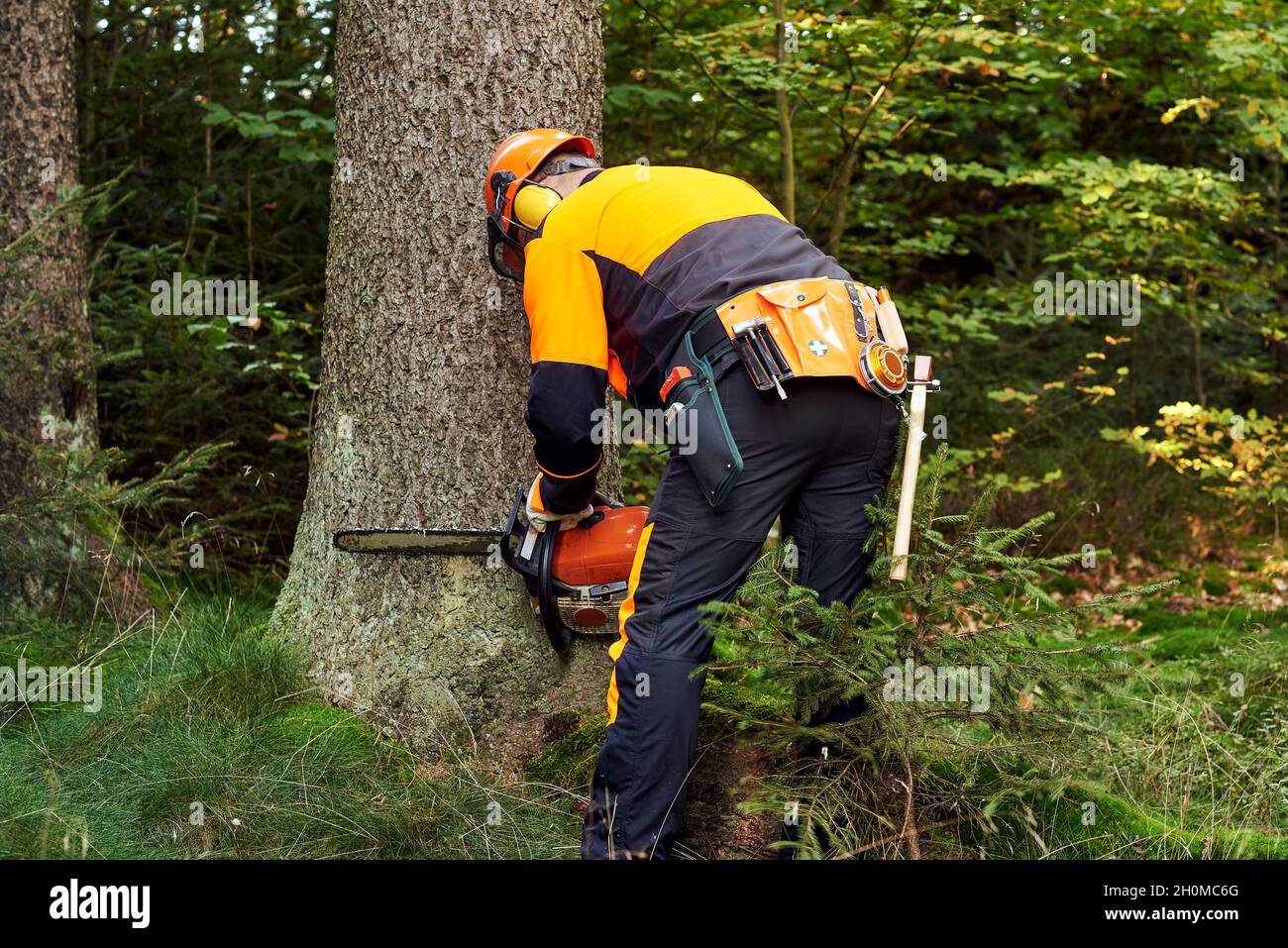 Grumberjack professionale con indumenti da lavoro protettivi e motosega che lavorano in un bosco Foto Stock