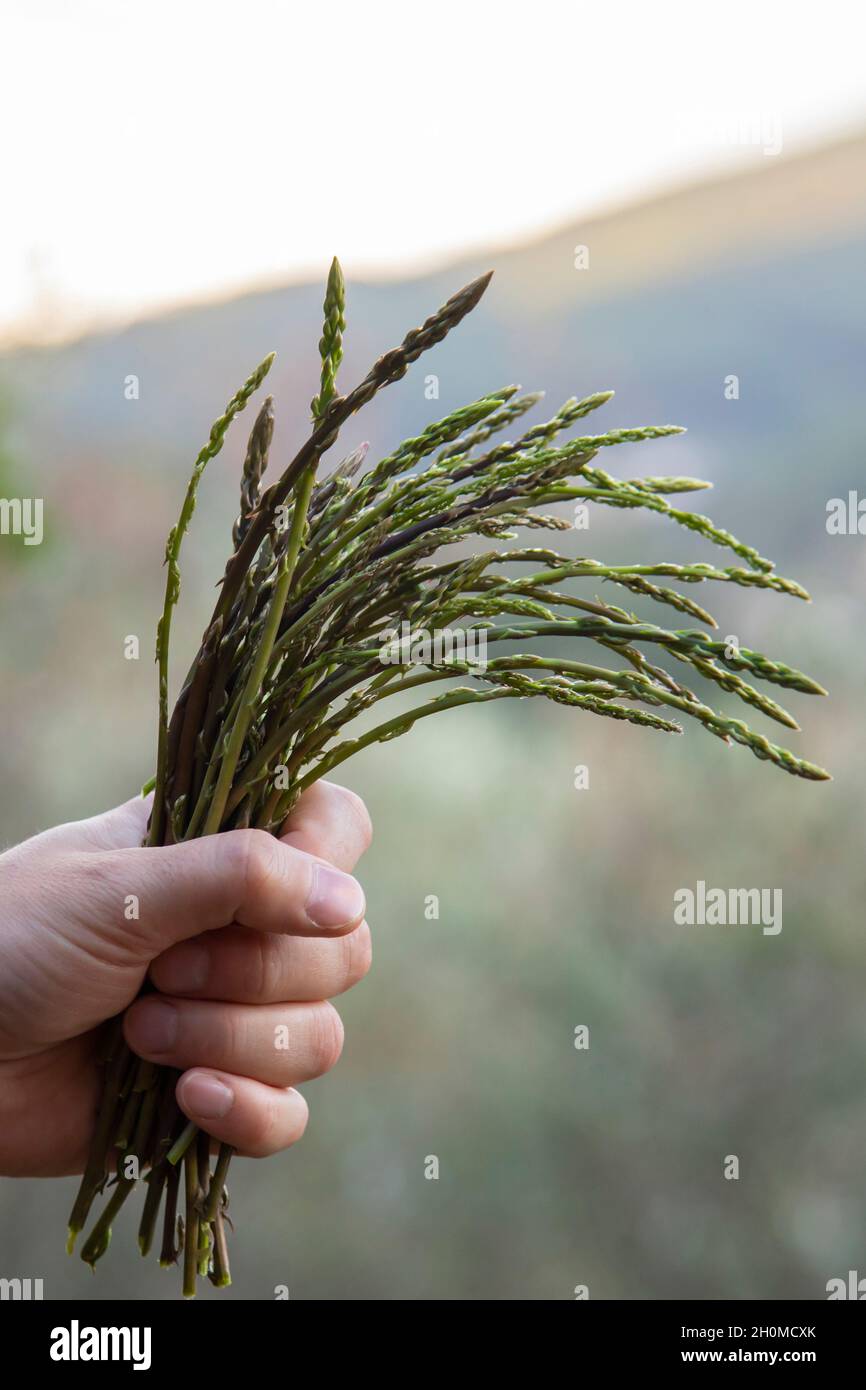 maschio a mano che tiene asparagi selvatici raccolti in montagna Foto Stock